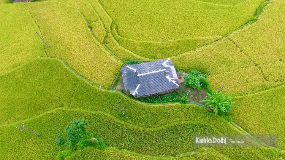 Cuando la luz del sol otoñal cubre esta tierra, Mu Cang Chai entra en la época del arroz maduro.