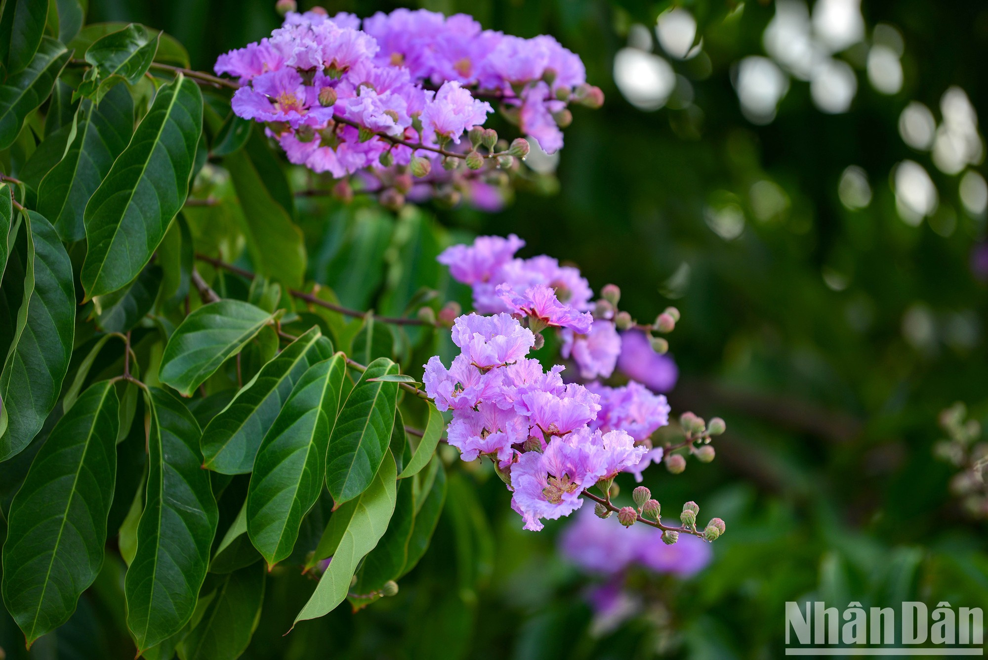 Las flores de bang lang no son tan brillantes como el flamboyán ni tan fragantes como 'hoa sua' (Alstonia scholaris), pero su encanto hace que todo el que pasa se detenga y mire. Las flores de bang lang no son tan brillantes como el flamboyán ni tan fragantes como 'hoa sua' (Alstonia scholaris), pero su encanto hace que todo el que pasa se detenga y mire.