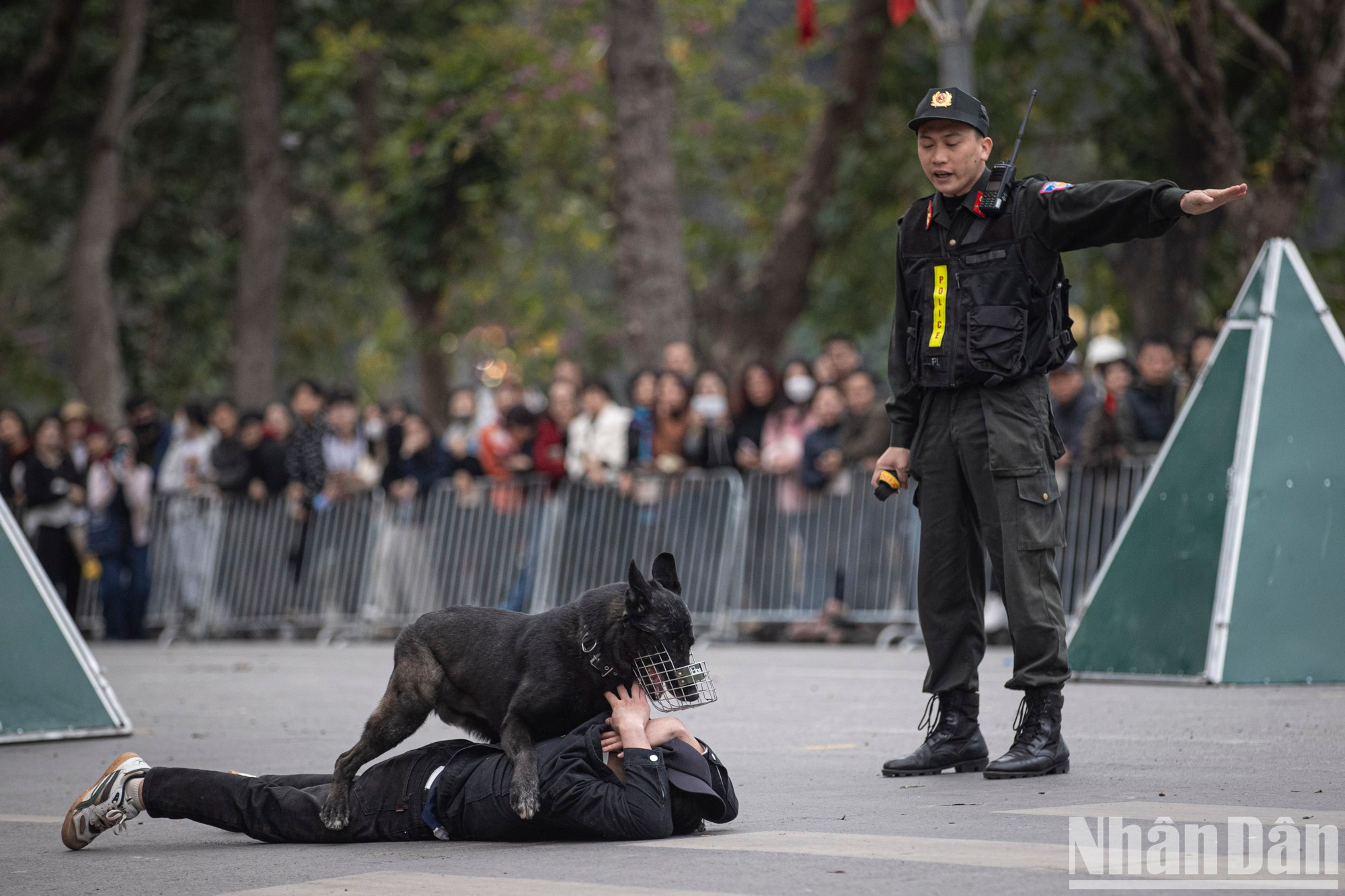 Los adiestradores y los perros policía del Alto Mando de Policía Móvil demuestran sus habilidades para controlar a delincuentes. Los adiestradores y los perros policía del Alto Mando de Policía Móvil demuestran sus habilidades para controlar a delincuentes.