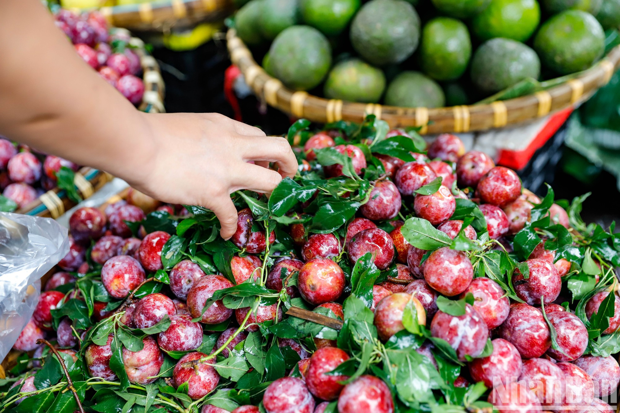 La ciruela es una fruta indispensable en las bandejas de ofrendas del Tet Doan Ngo. La ciruela es una fruta indispensable en las bandejas de ofrendas del Tet Doan Ngo.