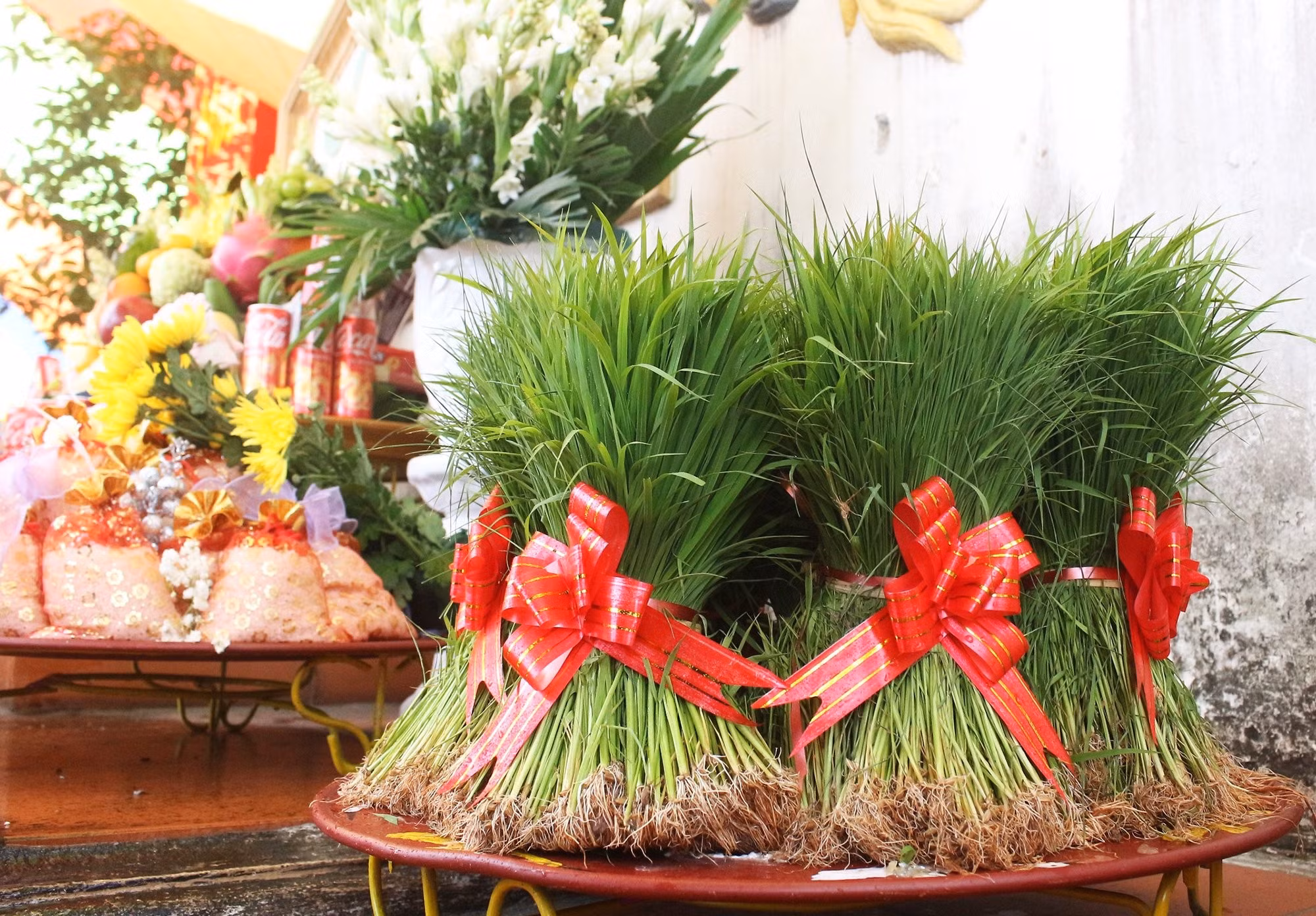 Los exuberantes manojos de plántulas de arroz elegidos por la población para recrear la escena del Rey Hung enseñando a la gente cómo plantar arroz.