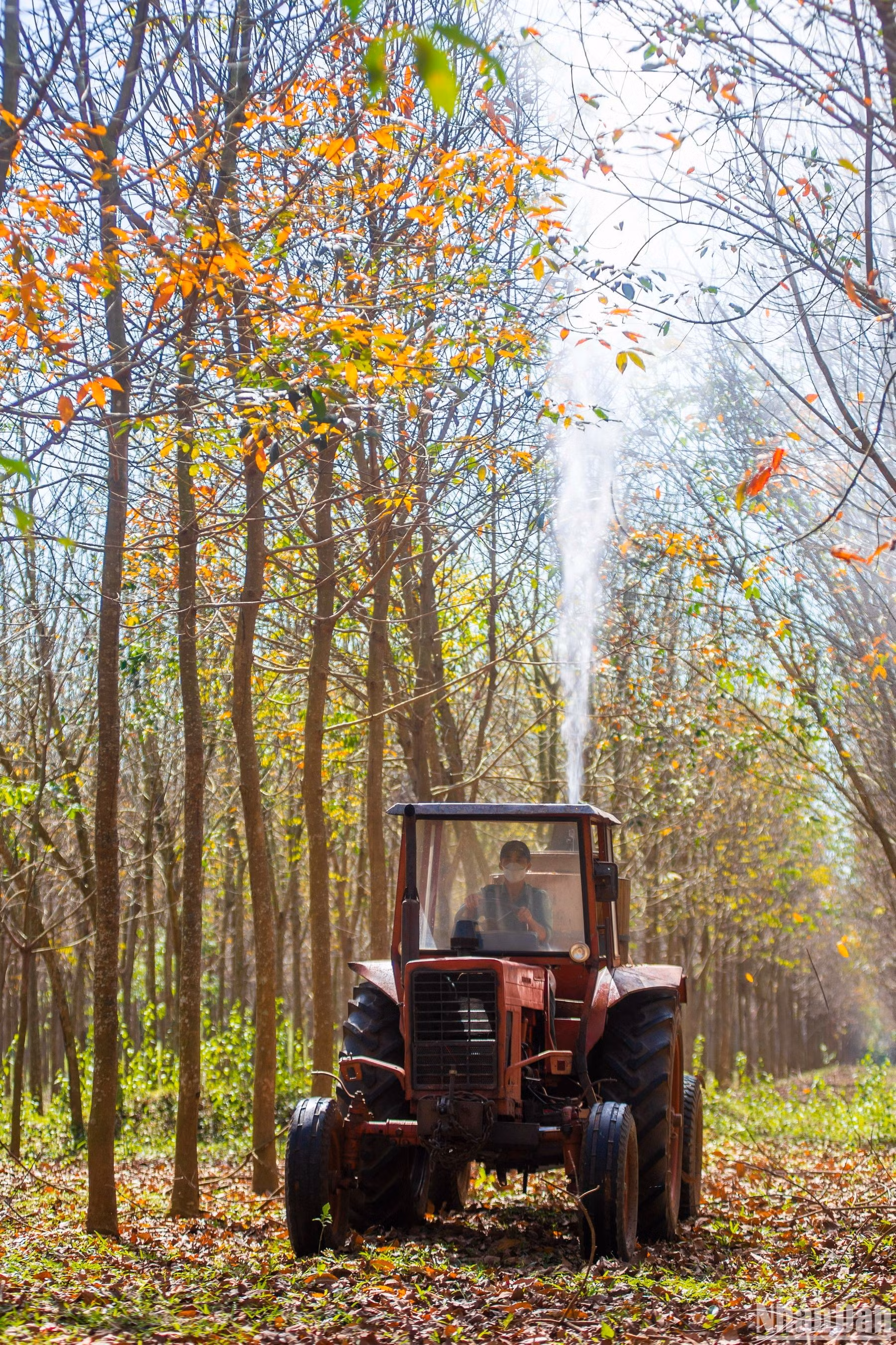 El cuidado se realiza en cada lote de caucho. El cuidado se realiza en cada lote de caucho.