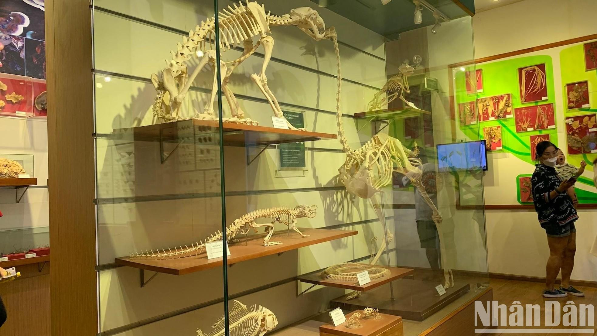 La evolución de los vertebrados.