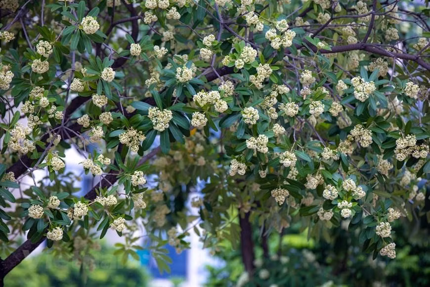 Se puede decir que las flores de Alstonia scholaris son la especialidad del otoño de Hanói, inspirando multitud de sentimientos en la gente.