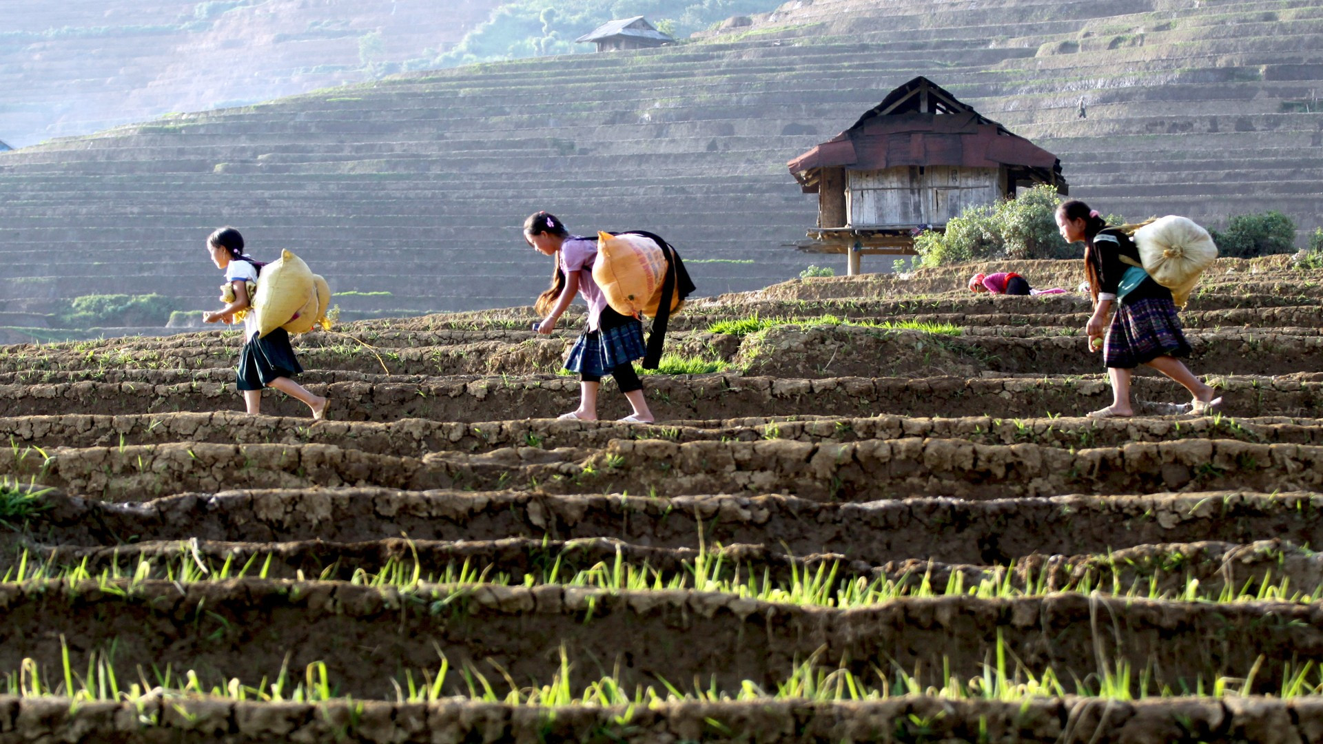 La vida de las minorías étnicas de Lai Chau está estrechamente ligada a las terrazas de arroz.