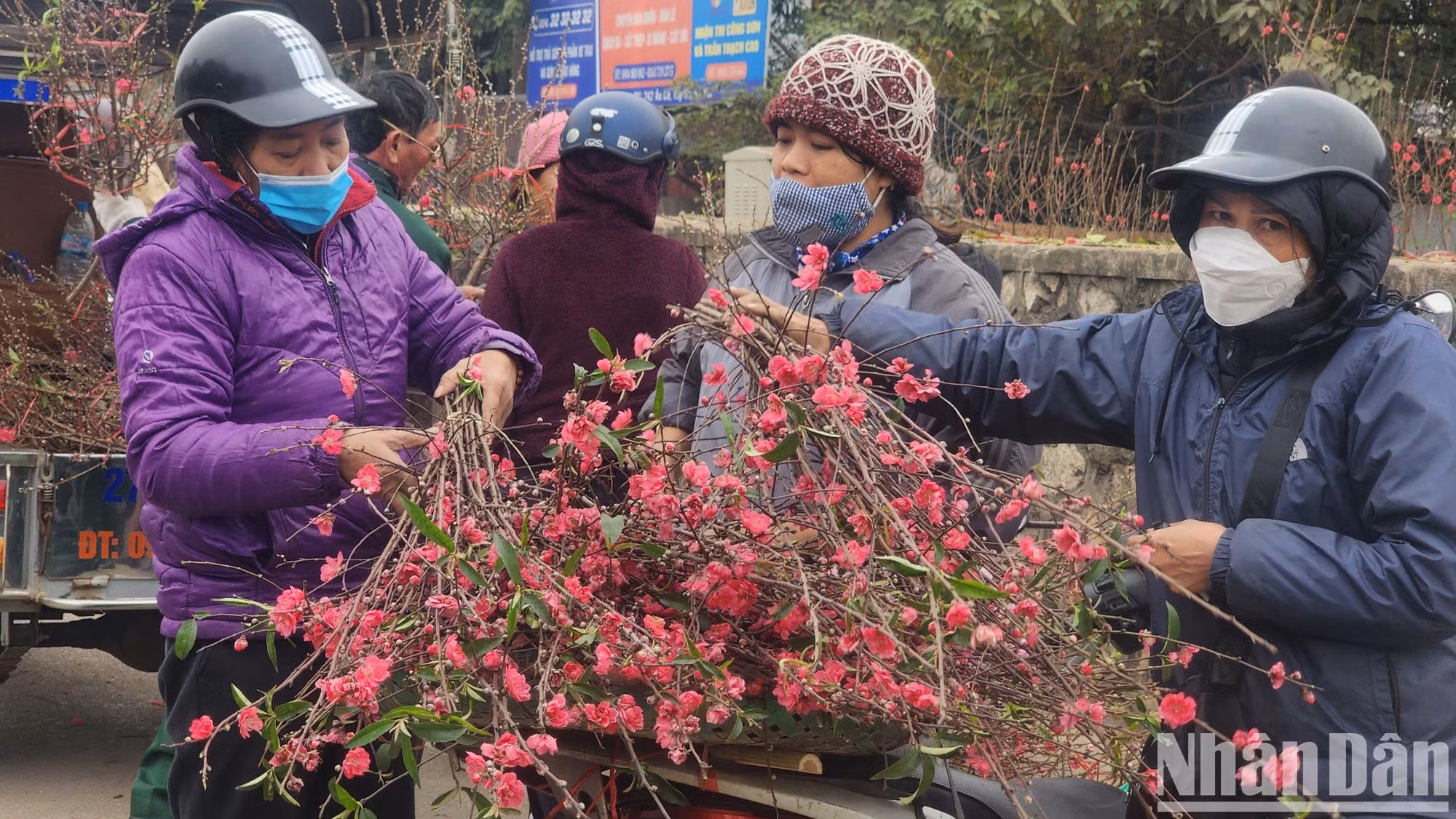 Las flores de melocotón de Nhat Tan y Phu Thuong, especialidad de Quang Ba para el Tet.