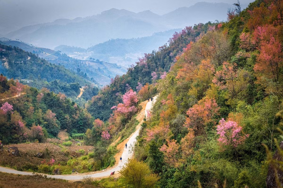Las flores en las aldeas de La Pan Tan, Trong Tong y Trong Pao Sang fueron más brillantes en esta temporada.