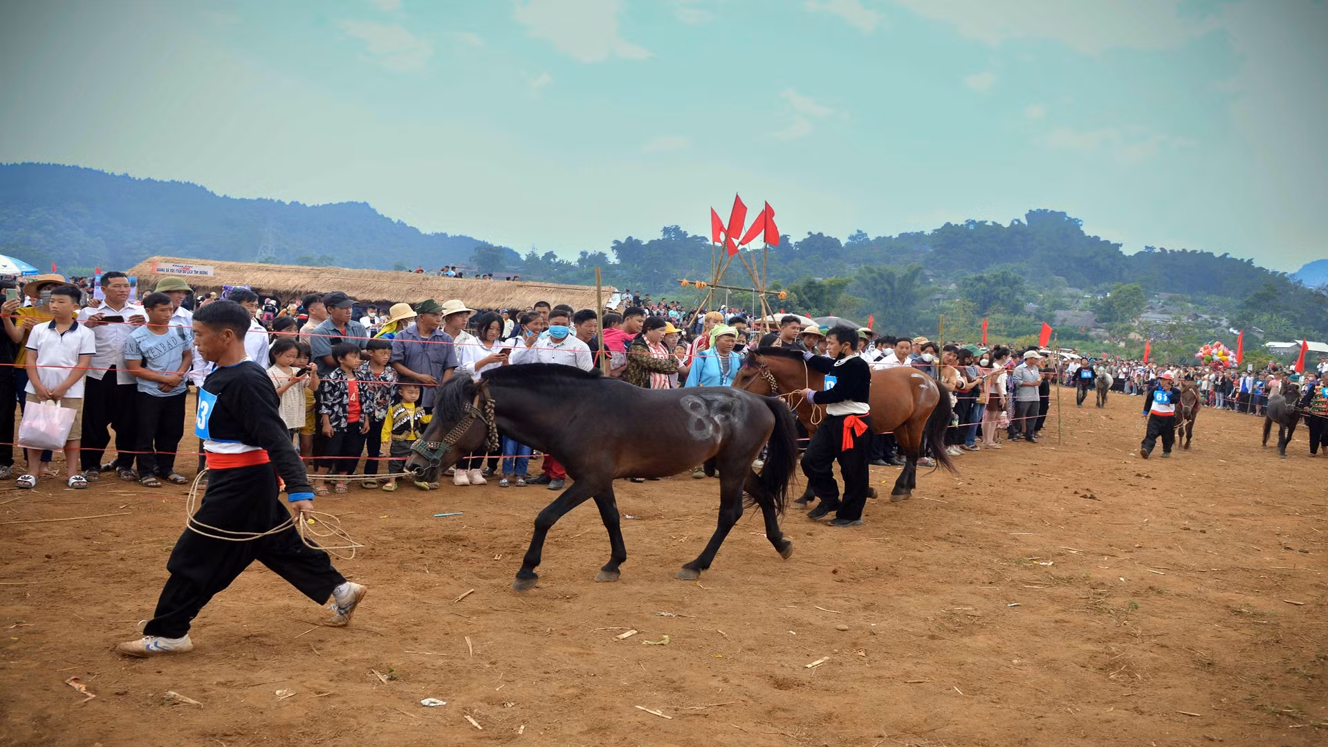 Los caballos que normalmente transportan mercancías ya están listos para correr.