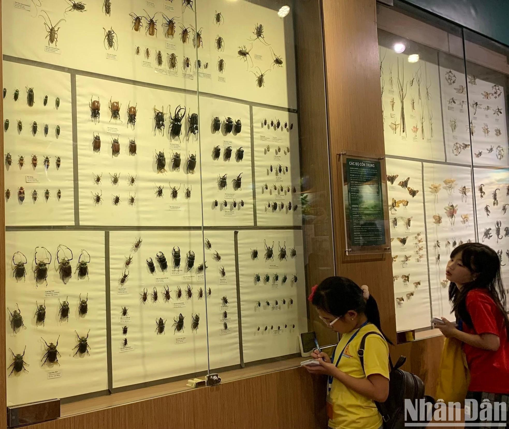 Tipos de escarabajos y marquitas.