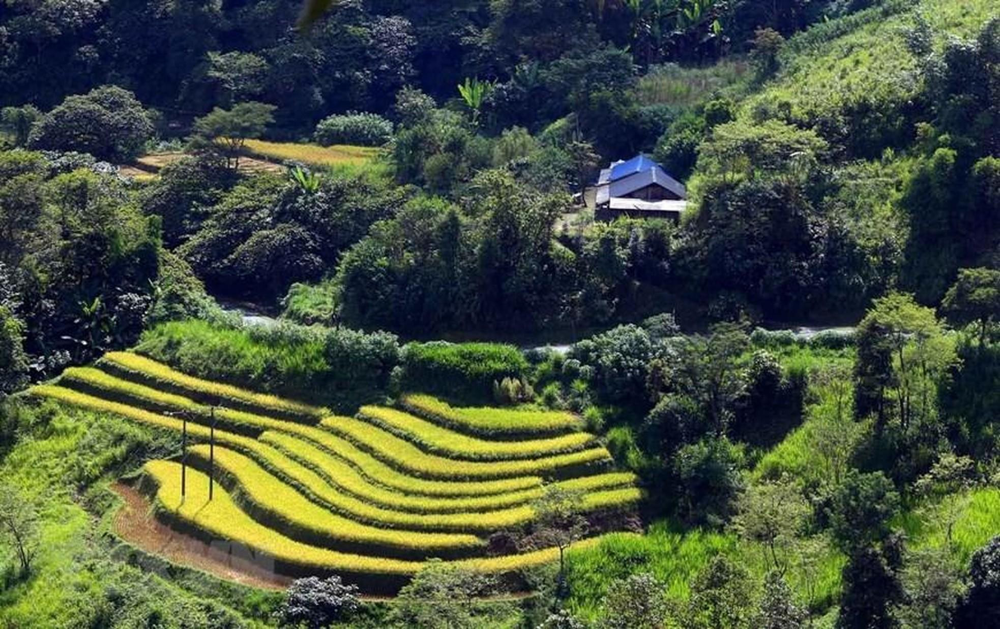 Hermosa “pintura” dorada de campos en terrazas.