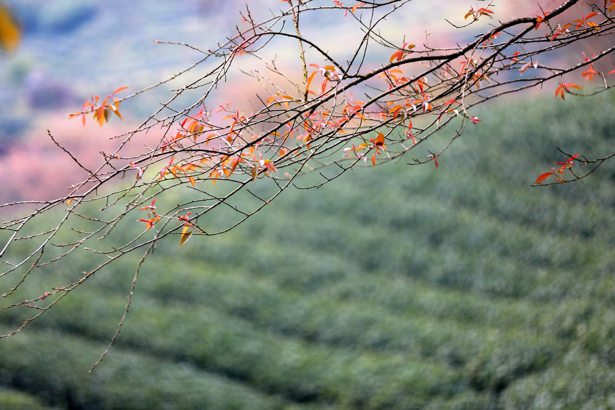 Hermosos árboles de cerezo en la primavera. Hermosos árboles de cerezo en la primavera.