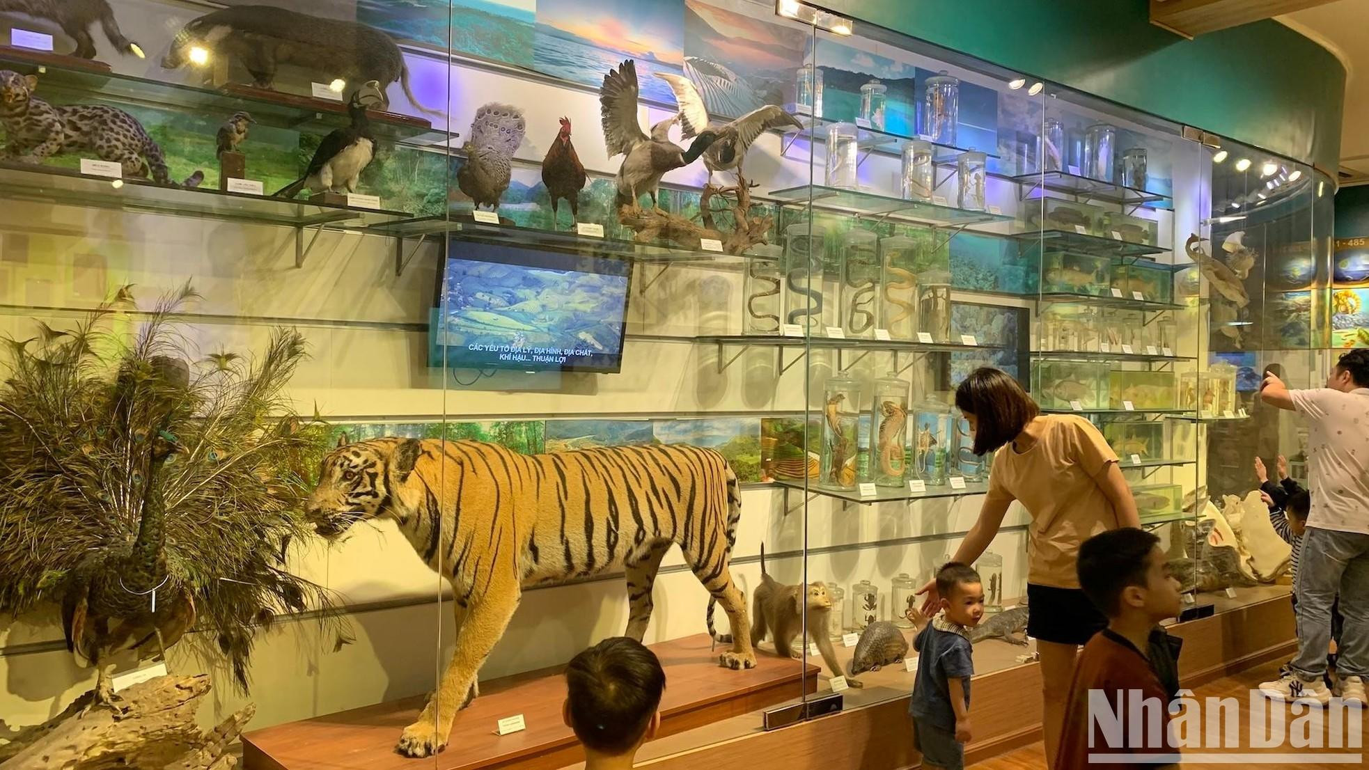 A los niños les interesan las muestras de tigre, puma, mono y aves.