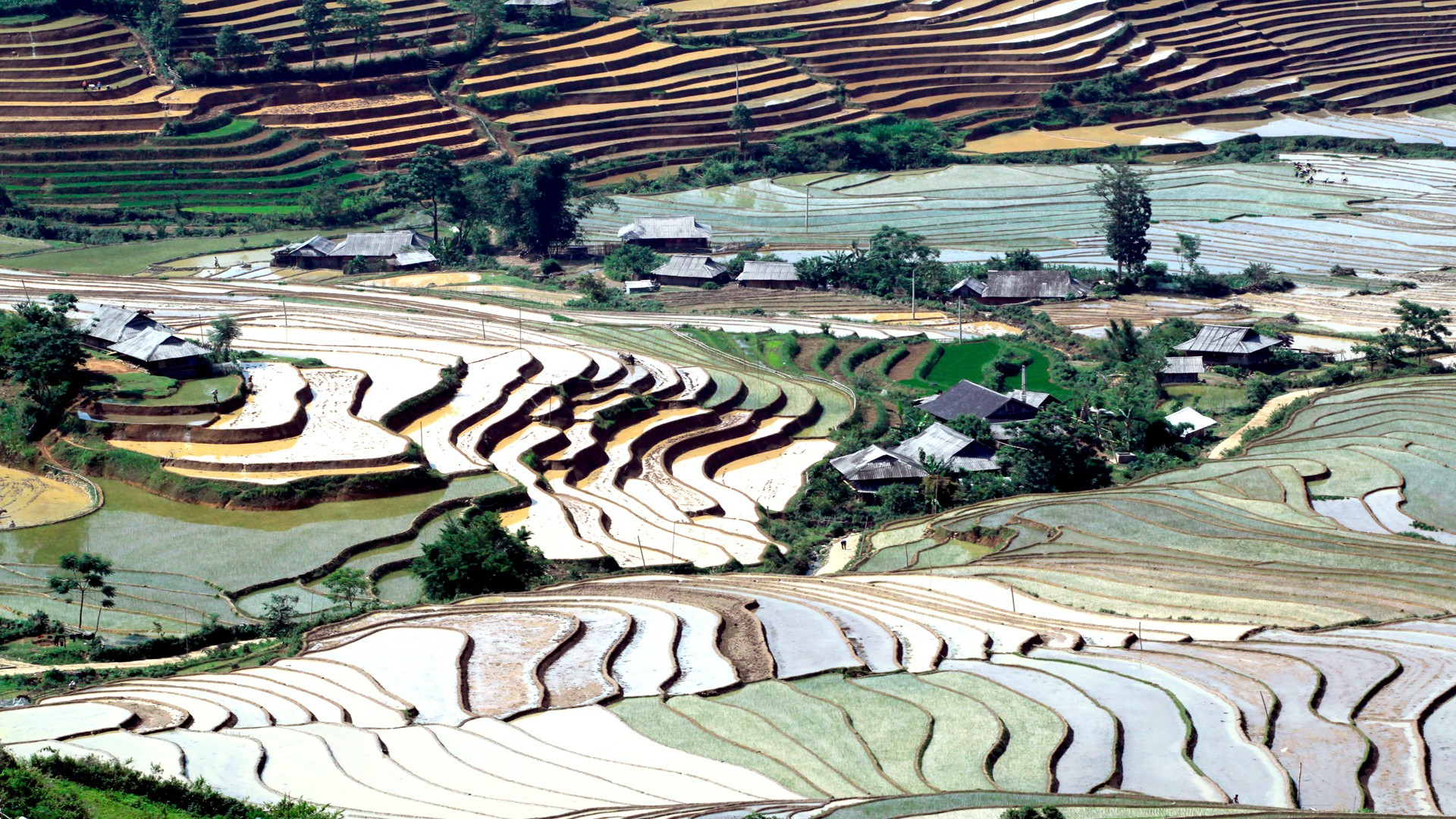 Las casas tradicionales de los grupos étnicos entre las terrazas de arroz.