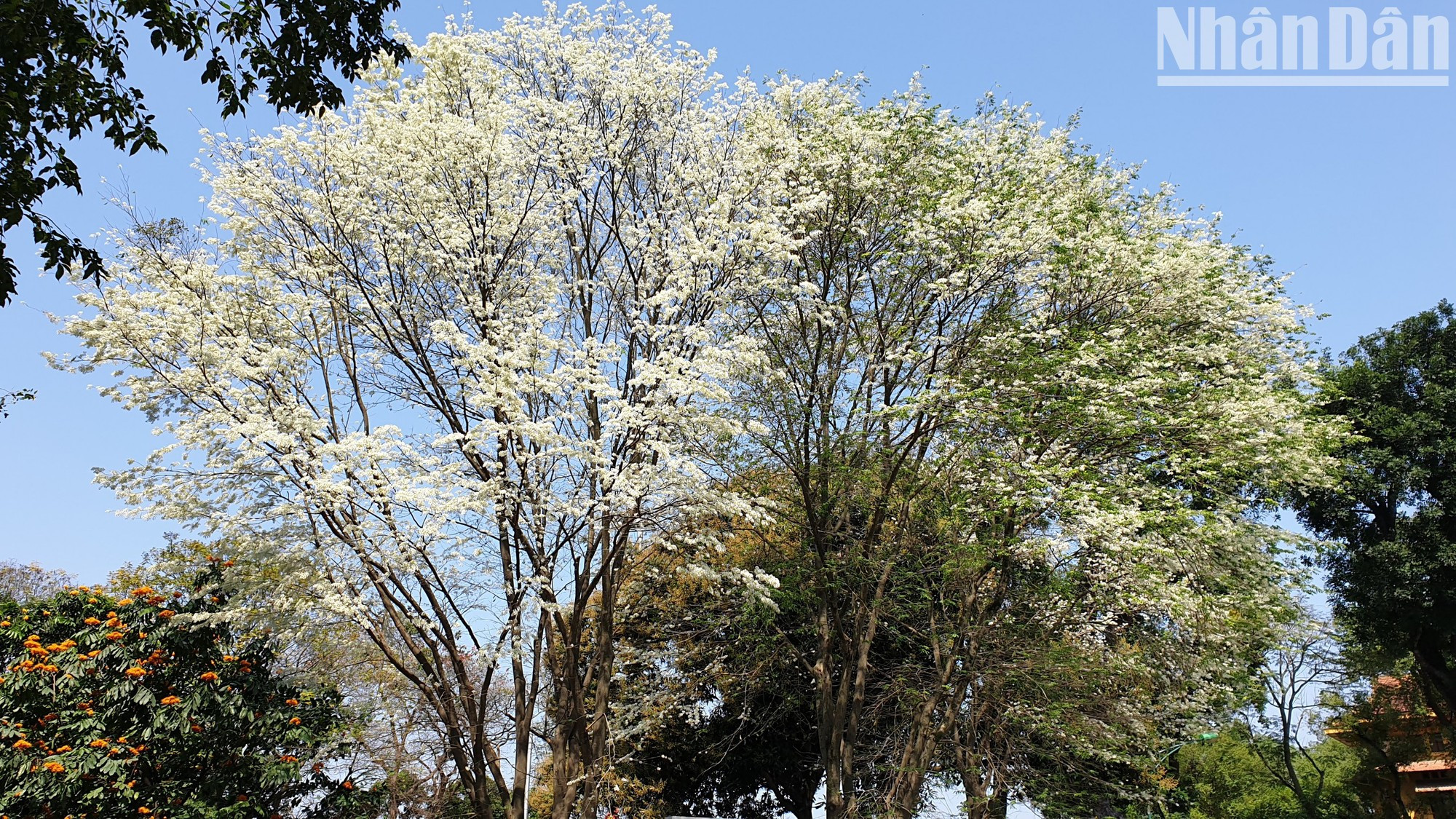 Las flores Sua tienen una relación especial con las historias románticas. Las flores Sua tienen una relación especial con las historias románticas.