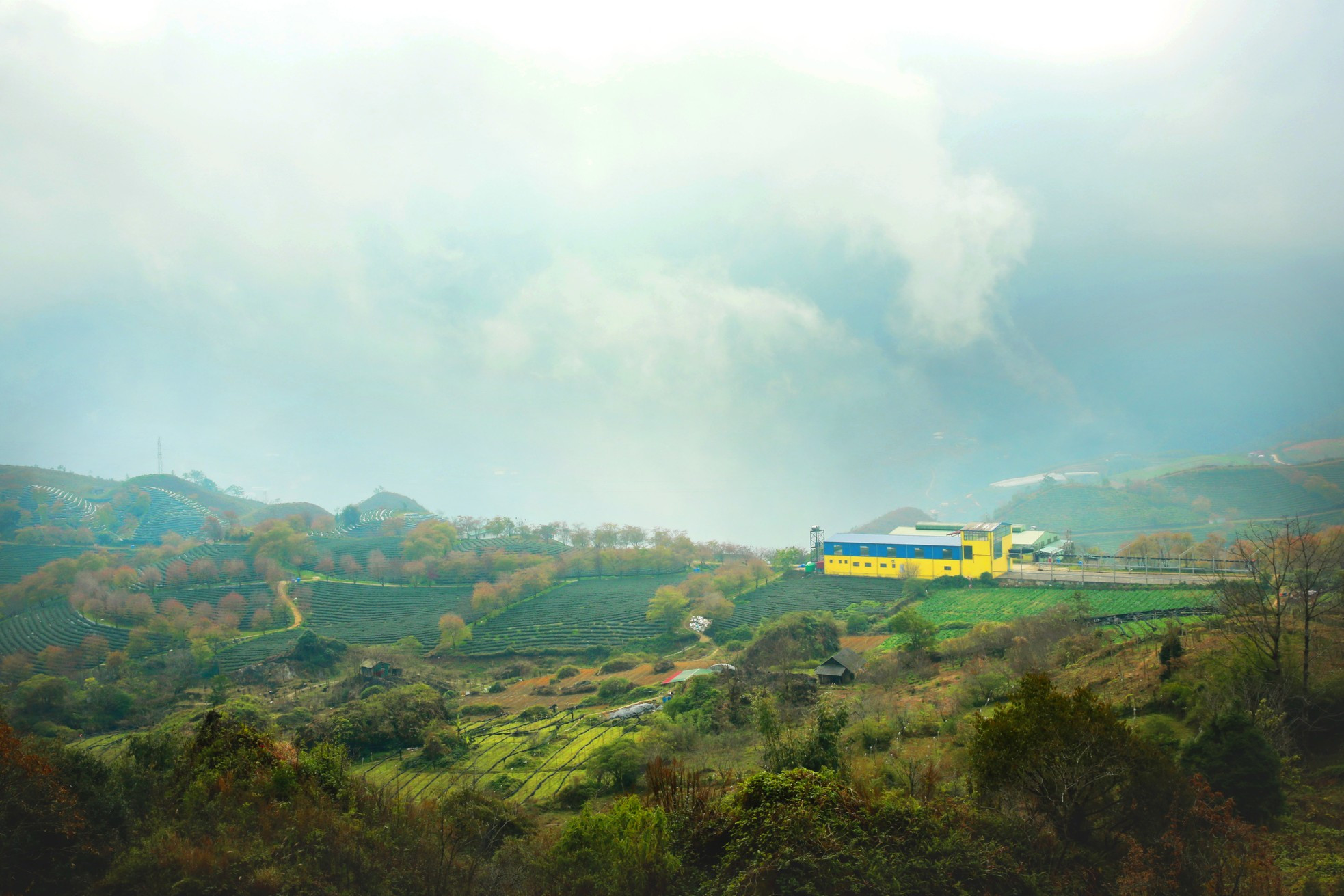 Además de contemplar la bella naturaleza, los visitantes pueden visitar la fábrica de procesamiento de té. Además de contemplar la bella naturaleza, los visitantes pueden visitar la fábrica de procesamiento de té.