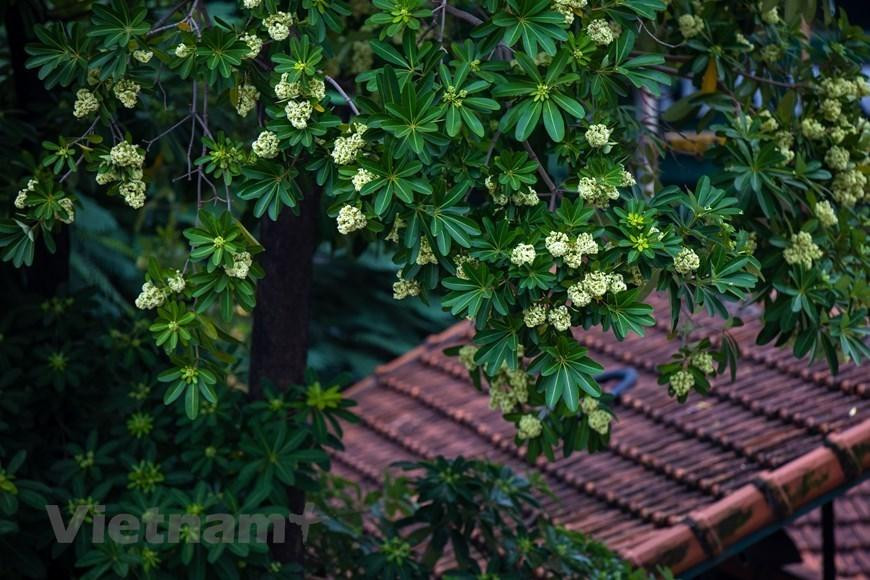 Mucha gente que se va lejos de Hanói anhela el aroma de Alstonia scholaris.