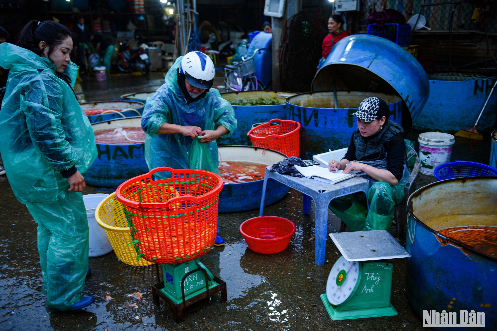 Las carpas provienen principalmente de las provincias de Hai Duong, Nam Dinh, Vinh Phuc y Phu Tho. Las carpas provienen principalmente de las provincias de Hai Duong, Nam Dinh, Vinh Phuc y Phu Tho.
