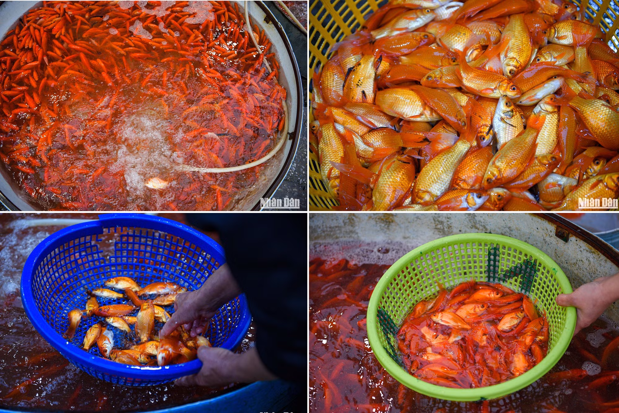 Se venden aquí diversos tipos de carpa.