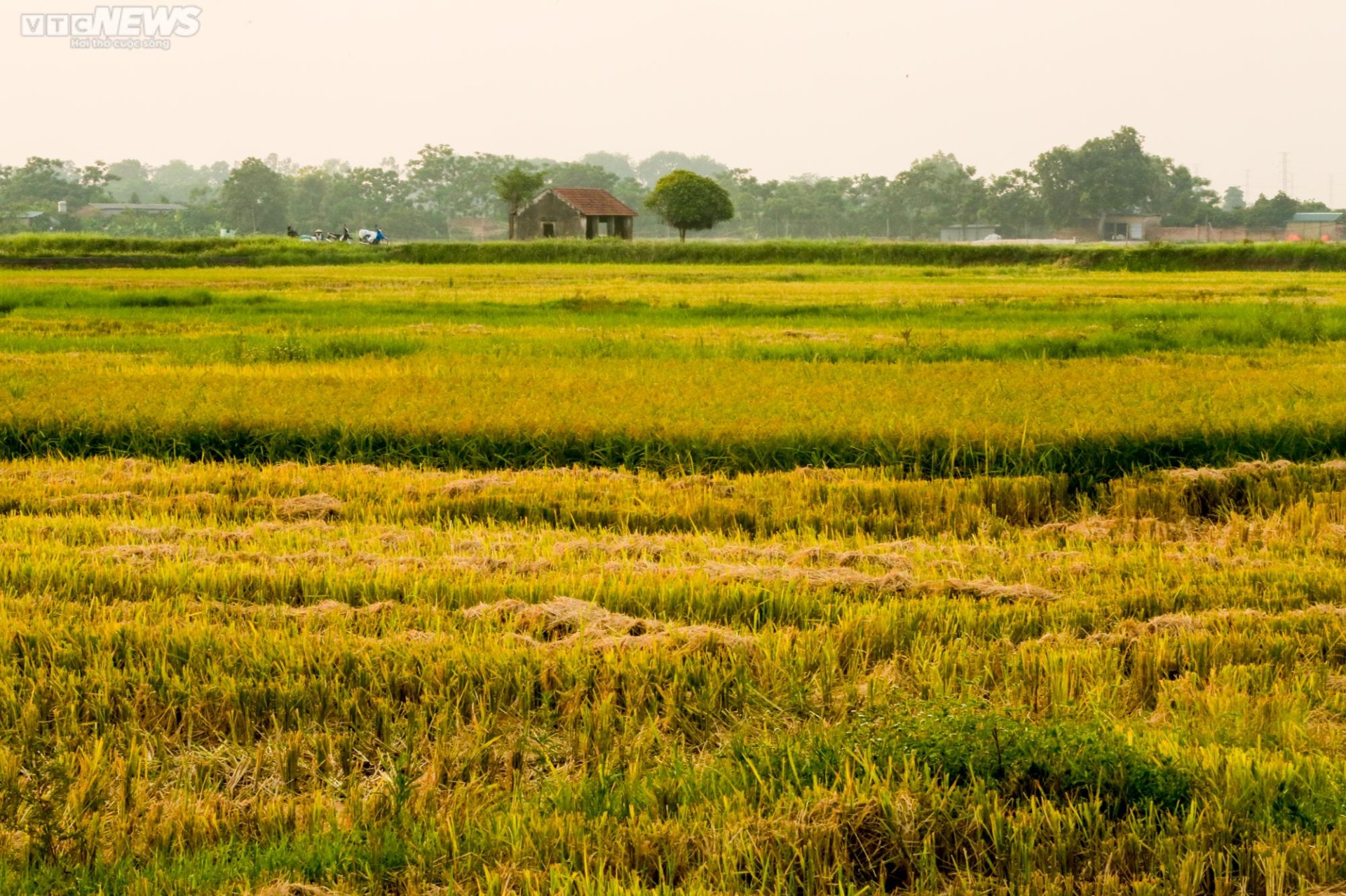 A unos 20 kilómetros del centro de Hanói, la aldea de Sai Son está adornada con campos de arroz maduro y dorado en el período de cosecha.