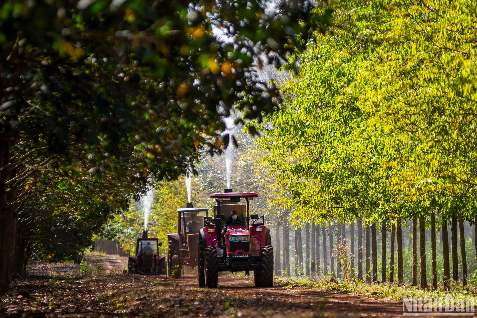 A fin de evitar la enfermedad del mildiú polvoroso en el caucho, los trabajadores de la empresa comenzaron a rociar plaguicidas. A fin de evitar la enfermedad del mildiú polvoroso en el caucho, los trabajadores de la empresa comenzaron a rociar plaguicidas.