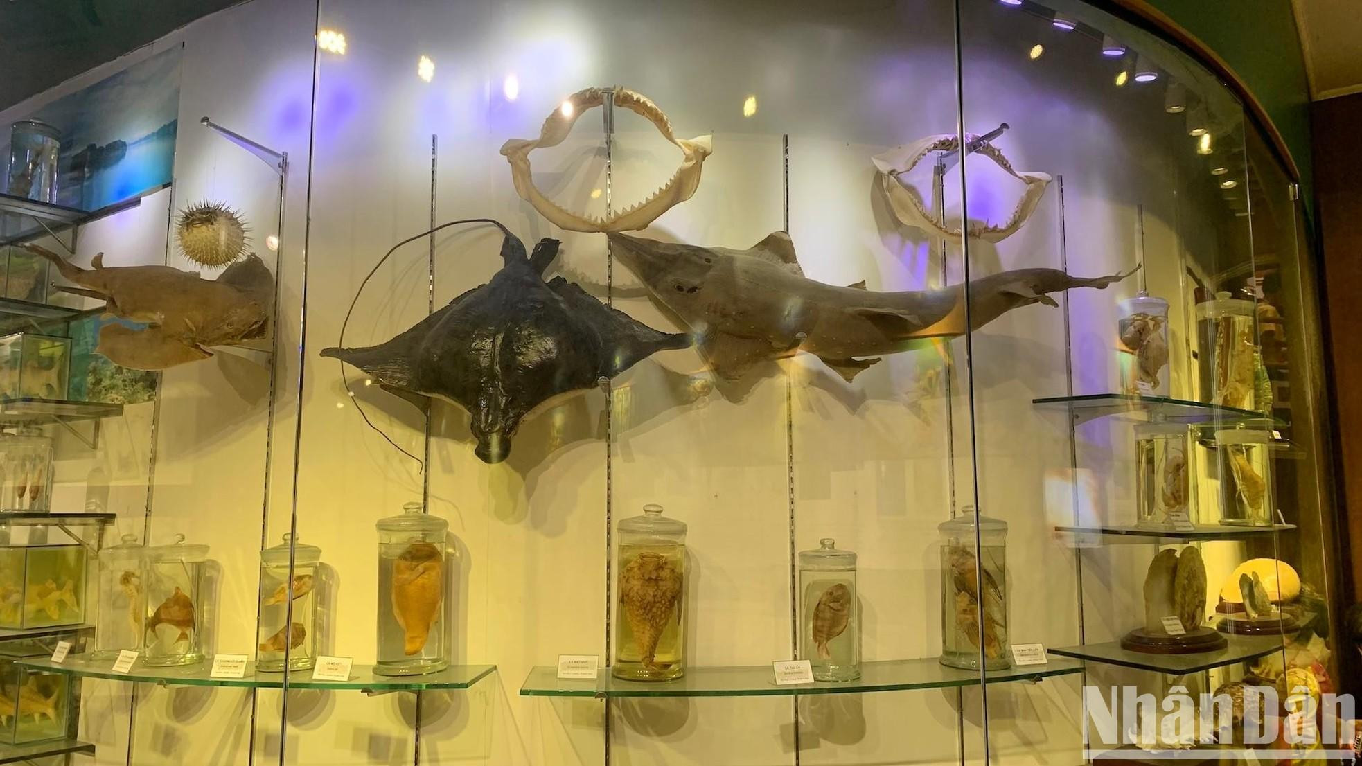 Se presentan diversas especies de peces.