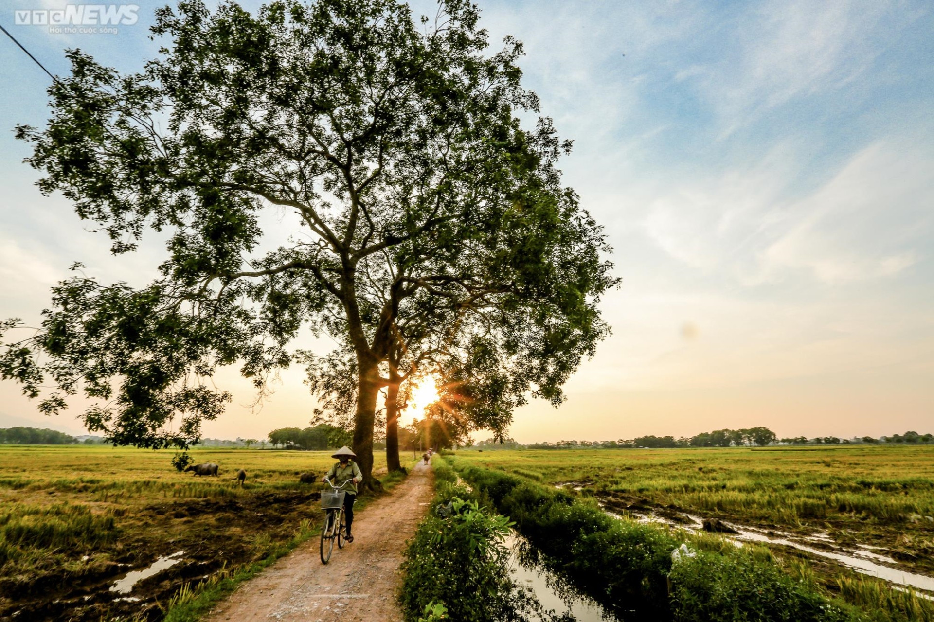 Quienes visitan la aldea de Thuy Khue al atardecer pueden contemplar el sol en los campos de arroz dorado.