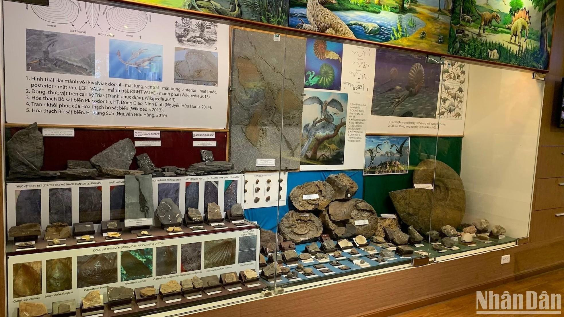 Se muestran materiales relacionados con el supereón Precámbrico, el Paleozoico, el Mesozoico y el Cenozoico.