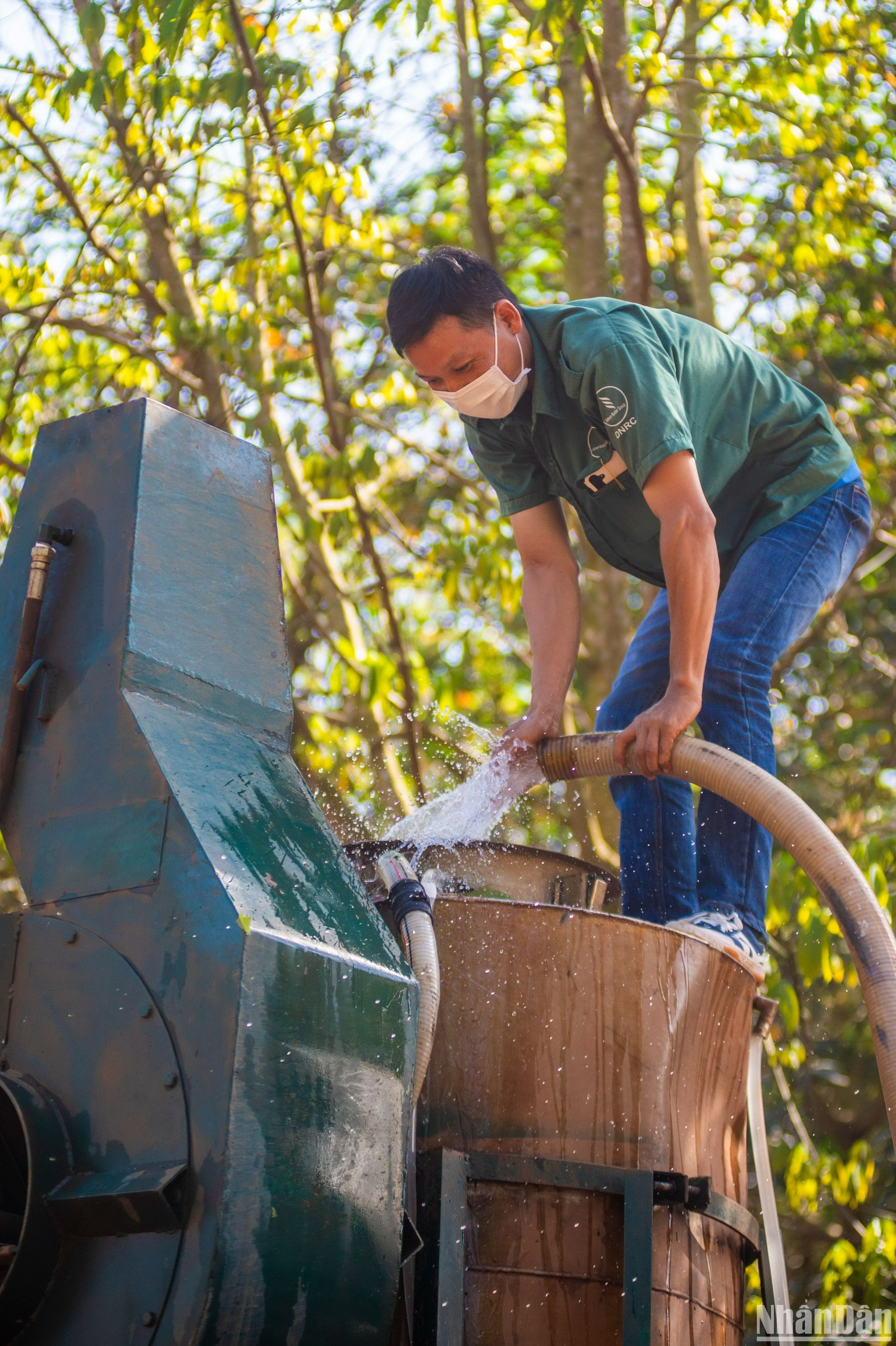 De acuerdo con un técnico a cargo de la protección fitosanitaria en la granja de Hang Gon, si no son exterminados, los hongos marchitarán las hojas, lo que provocará una baja productividad de las plantaciones. De acuerdo con un técnico a cargo de la protección fitosanitaria en la granja de Hang Gon, si no son exterminados, los hongos marchitarán las hojas, lo que provocará una baja productividad de las plantaciones.