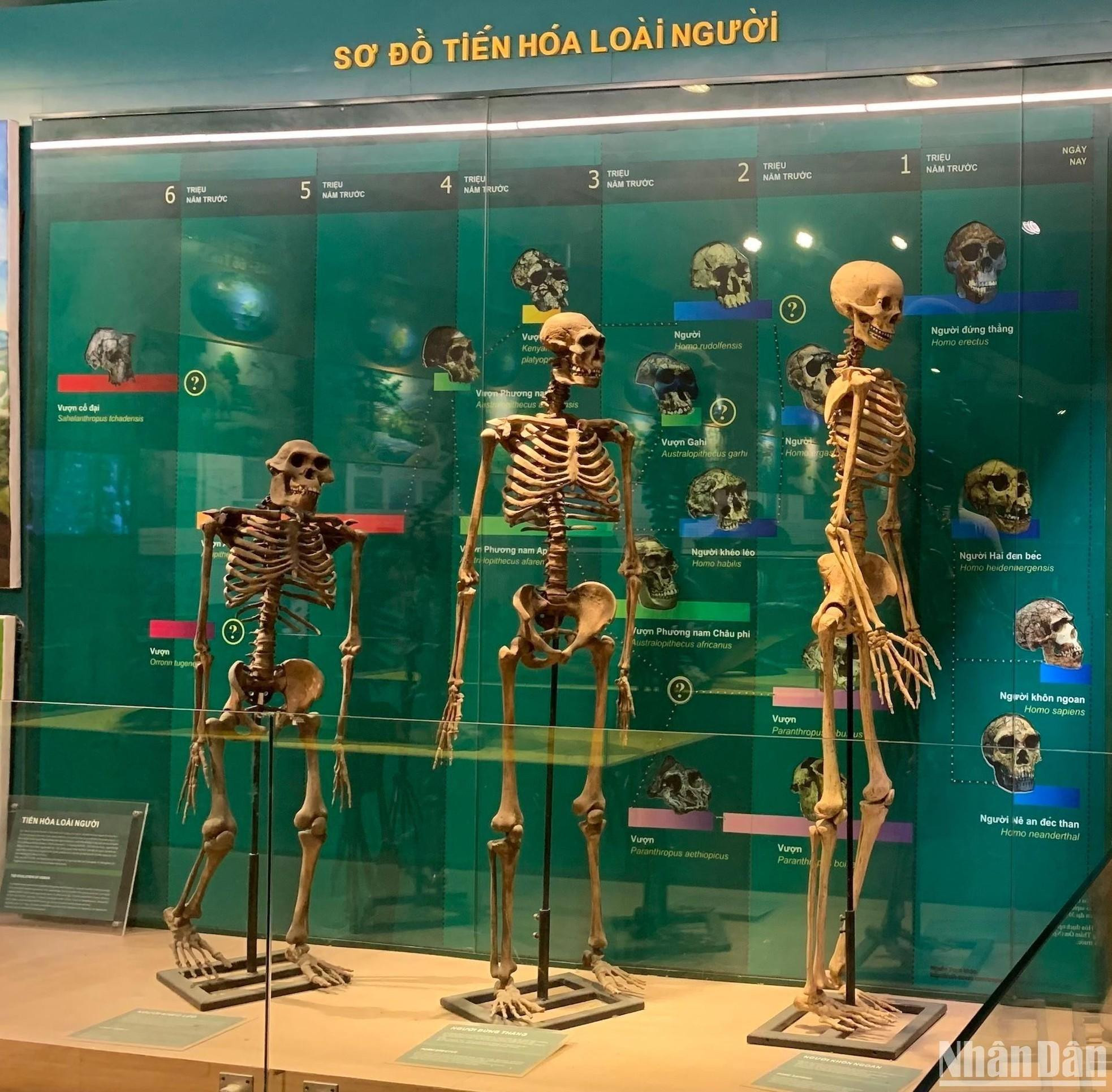 La evolución humana.