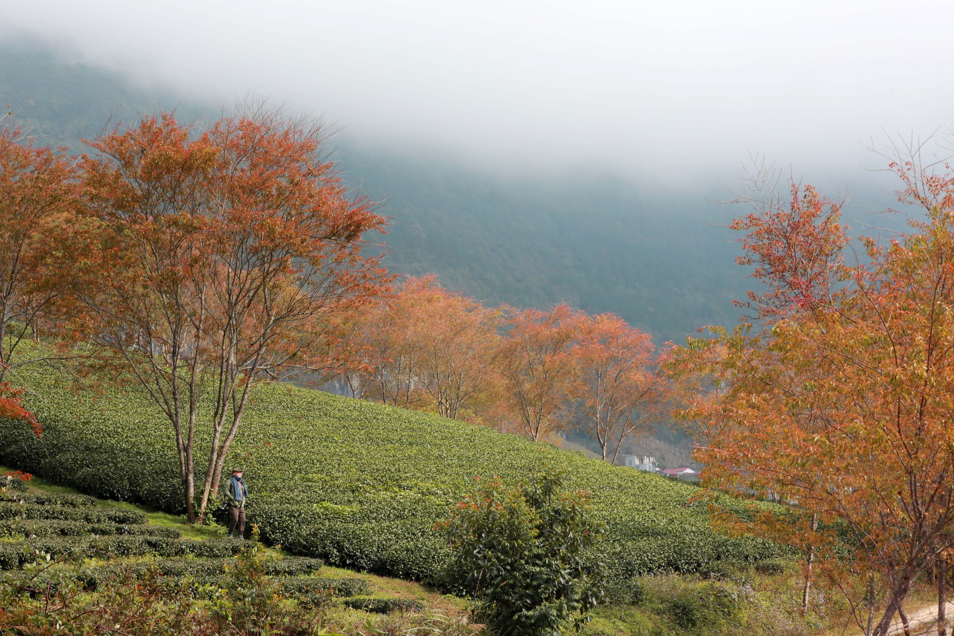 Al llegar a las colinas, los visitantes disfrutan de la frescura de Sapa. Al llegar a las colinas, los visitantes disfrutan de la frescura de Sapa.