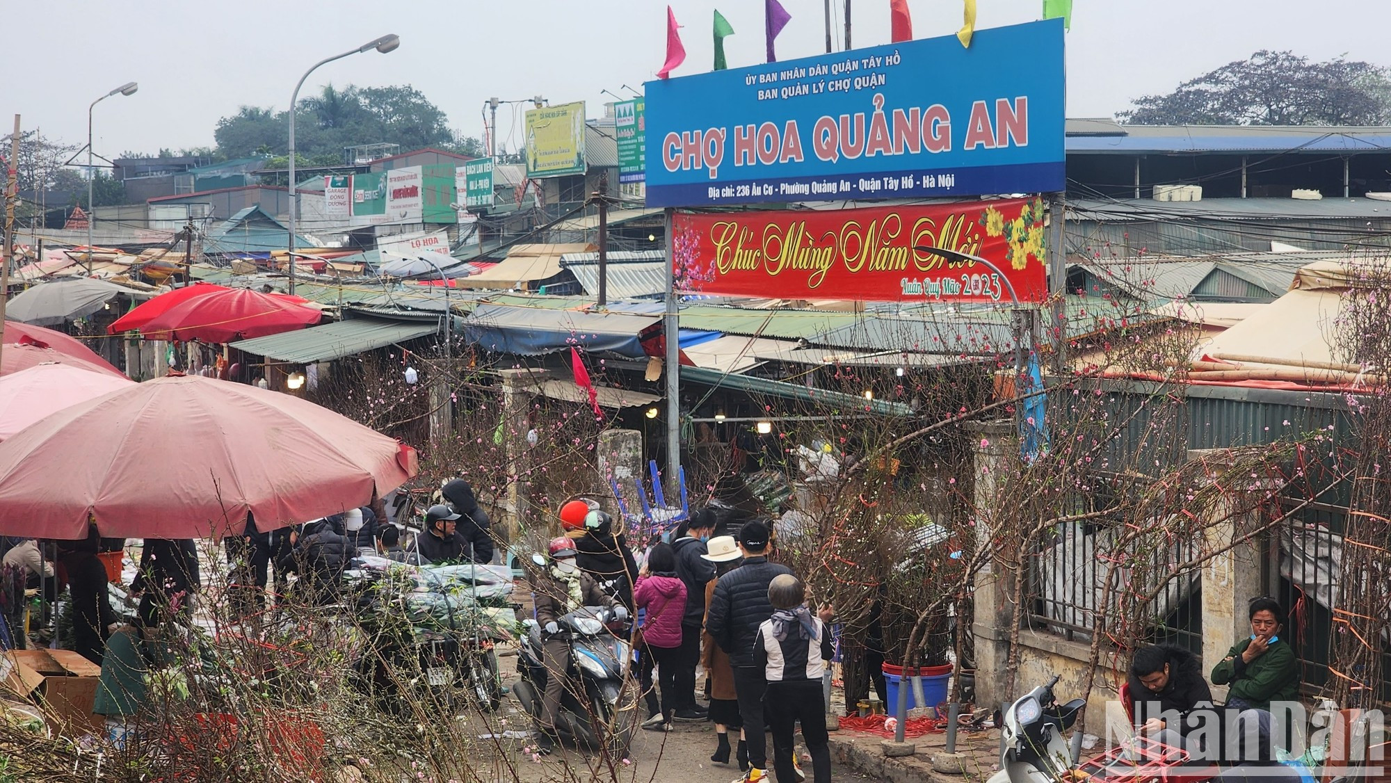 Durante los días anteriores a la Fiesta del Año Nuevo Lunar (Tet) el mercado floral de Quang Ba se torna más bullicioso. Durante los días anteriores a la Fiesta del Año Nuevo Lunar (Tet) el mercado floral de Quang Ba se torna más bullicioso.