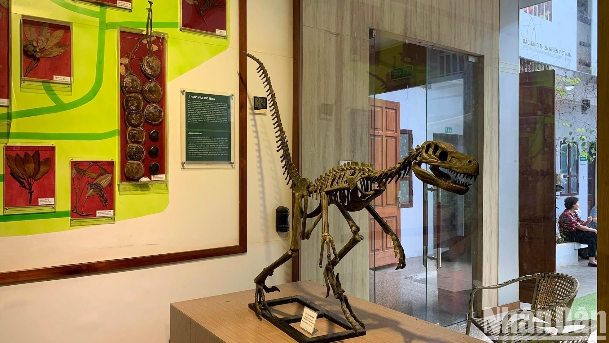 El Museo de la Naturaleza de Vietnam está abierto todos los días, menos lunes y en el Año Nuevo Lunar.