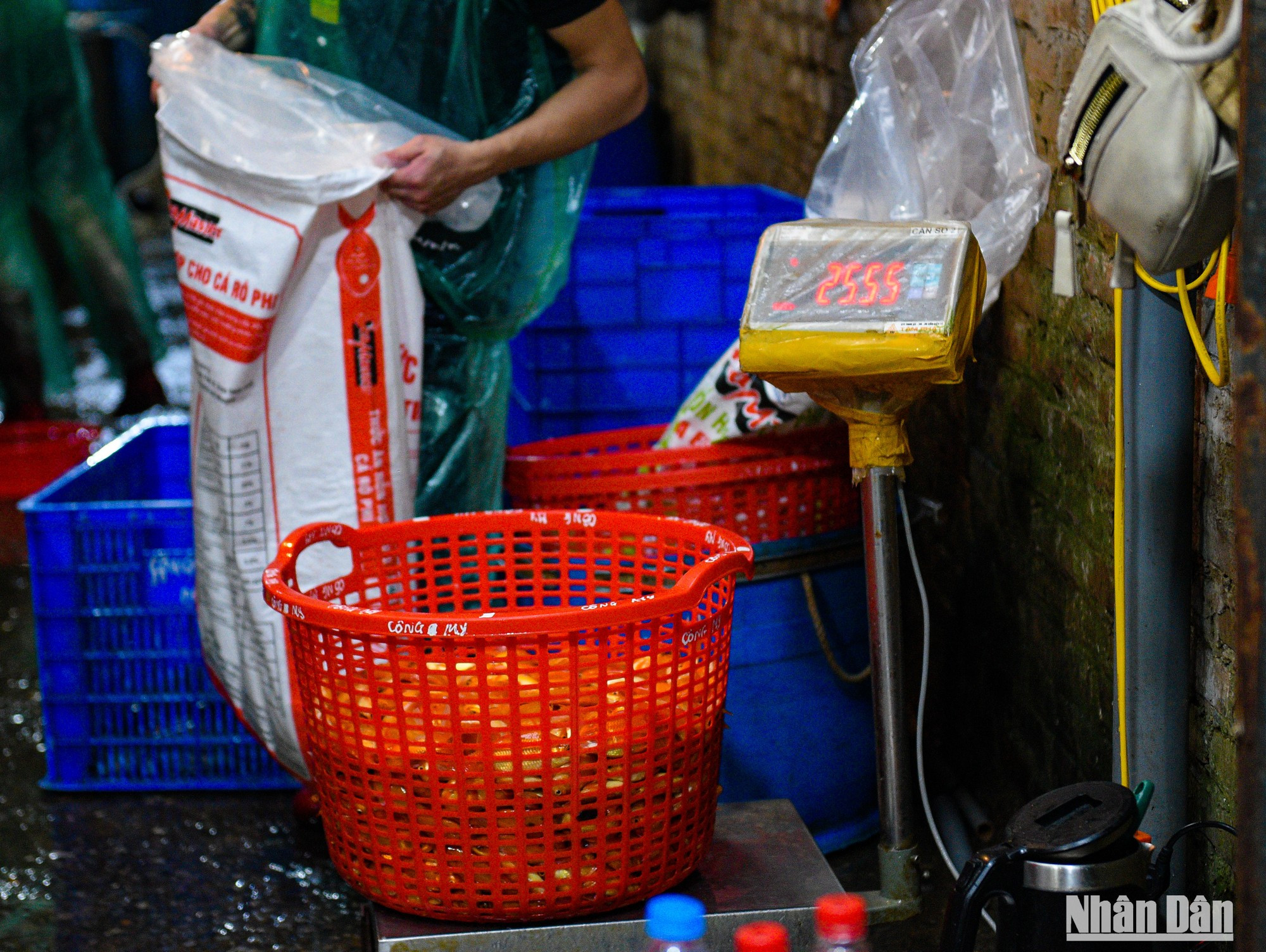 Por quedar solo dos días para la despedida a Ong Cong y Ong Tao, los comerciantes no traen tantas carpas. Por quedar solo dos días para la despedida a Ong Cong y Ong Tao, los comerciantes no traen tantas carpas.