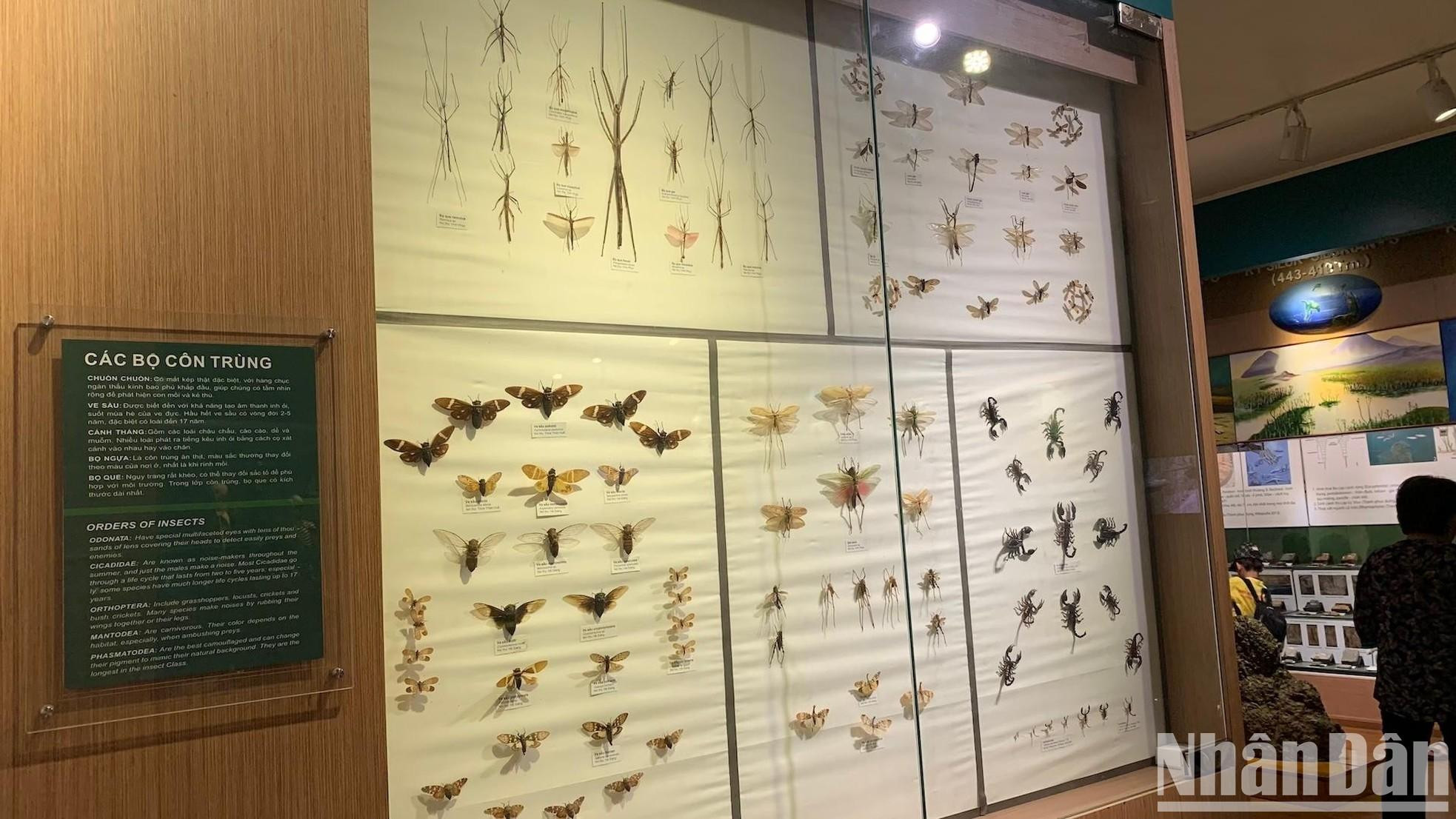 Conjuntos de insectos: libélula, cigarra, mantis, escarabajos y escorpión, entre otros.