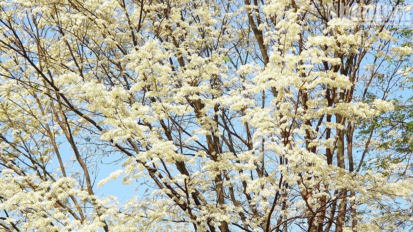 Entre las flores blancas está las hojitas verdes. Entre las flores blancas está las hojitas verdes.