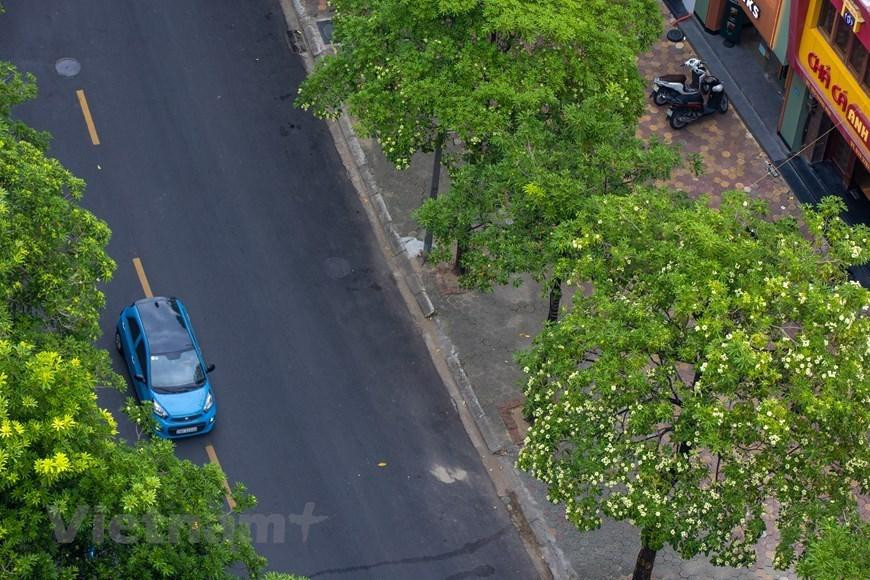 Alstonia scholaris es una flor típica de la capital vietnamita cada otoño.
