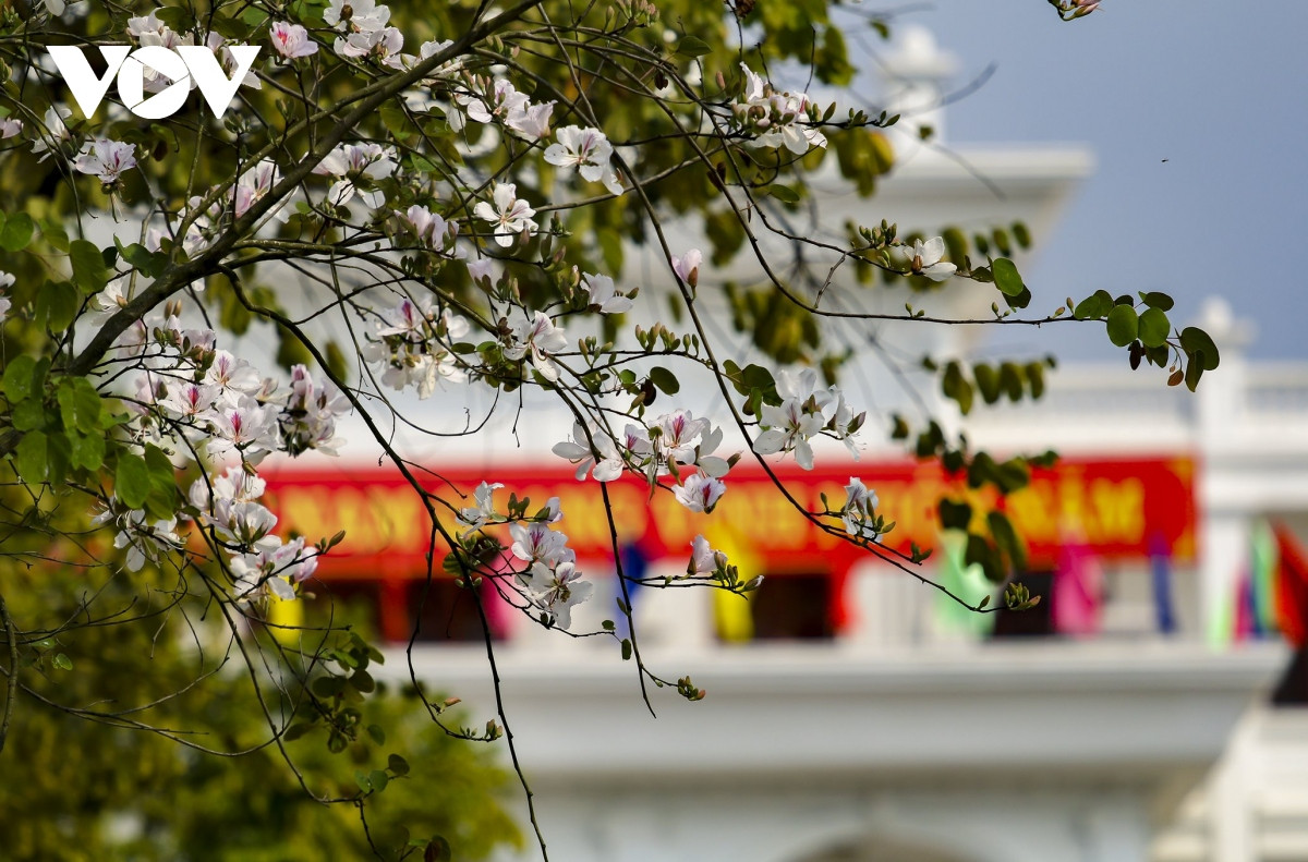 Las flores blancas dan la bienvenida a los visitantes.