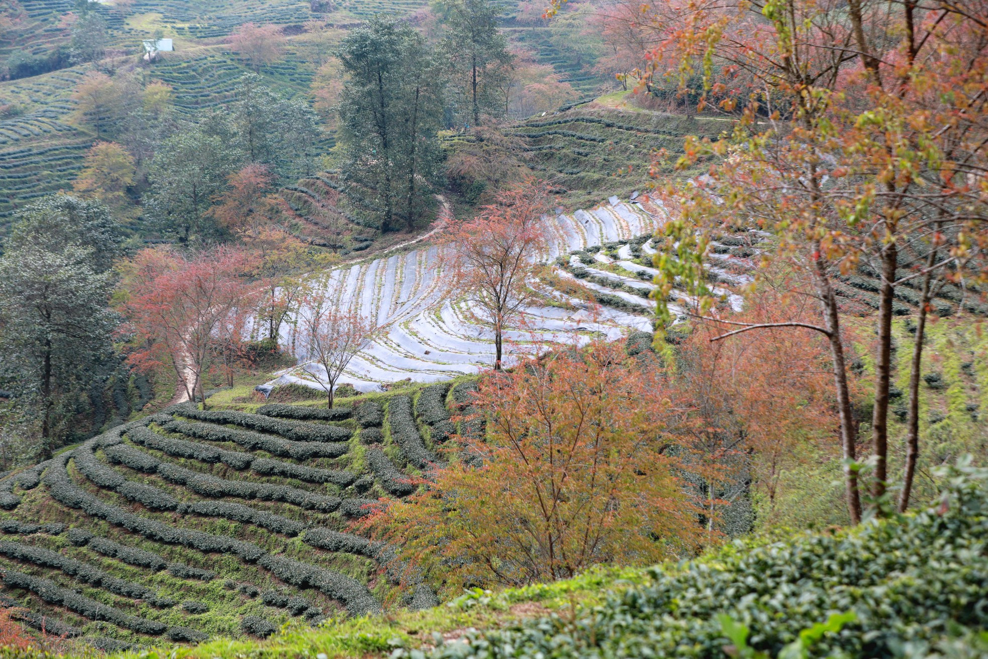 Famoso por las colinas de té y los arboles de cerezo, este destino atraen a numerosos turistas. Famoso por las colinas de té y los arboles de cerezo, este destino atraen a numerosos turistas.