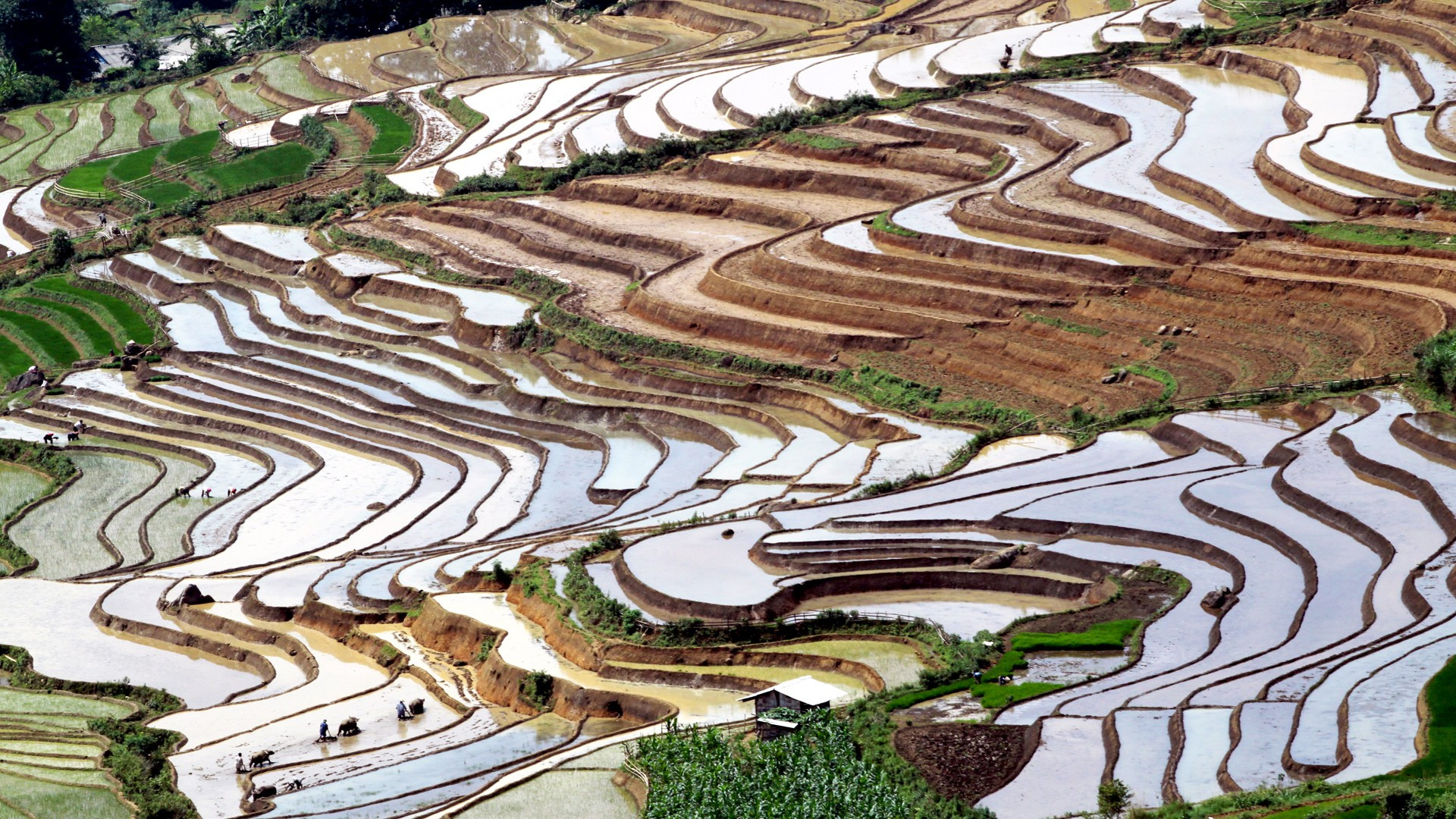 Los arrozales en terrazas son el modelo de cultivo típico de los grupos étnicos en Lai Chau.