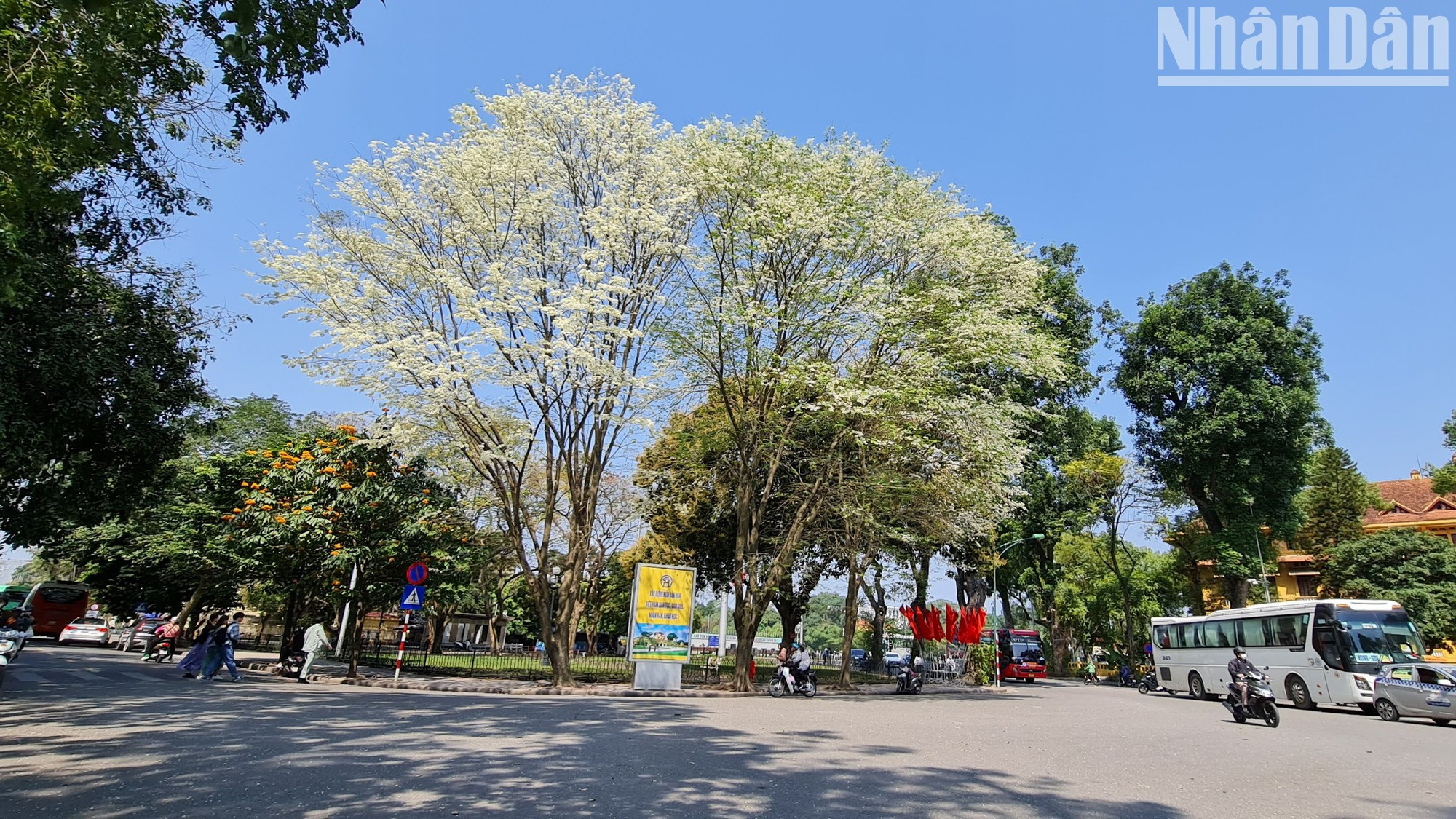 Este año, las flores Sua florecieron más temprano que lo usual. Los dos árboles en la calle de Dien Bien Phu están en su mejor momento. Este año, las flores Sua florecieron más temprano que lo usual. Los dos árboles en la calle de Dien Bien Phu están en su mejor momento.