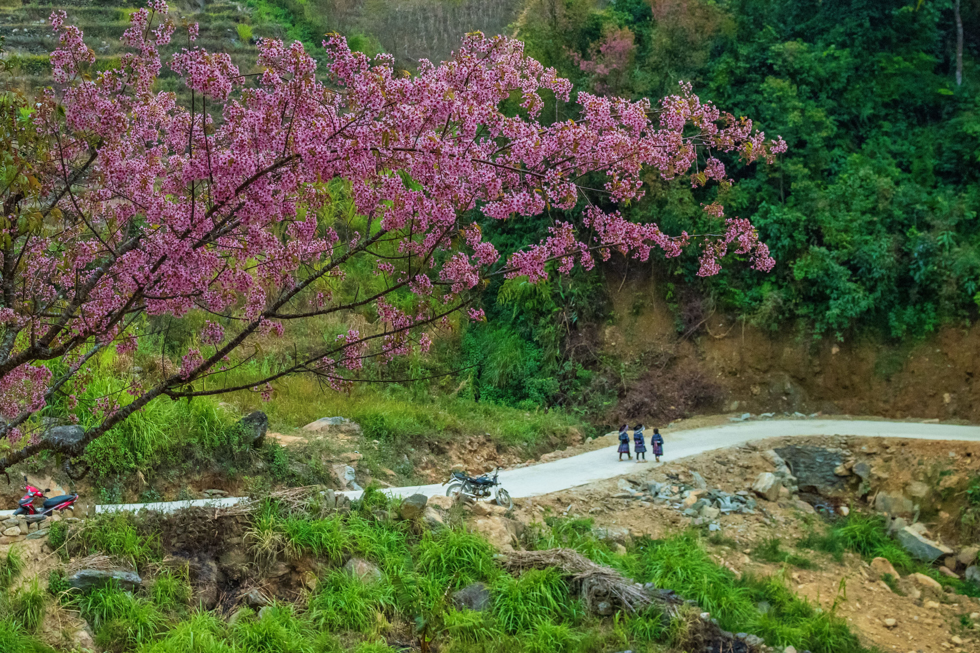 Debido al florecimiento en mal tiempo, las flores de durazno silvestre se consideran uno de los símbolos invernales de Mu Cang Chai.