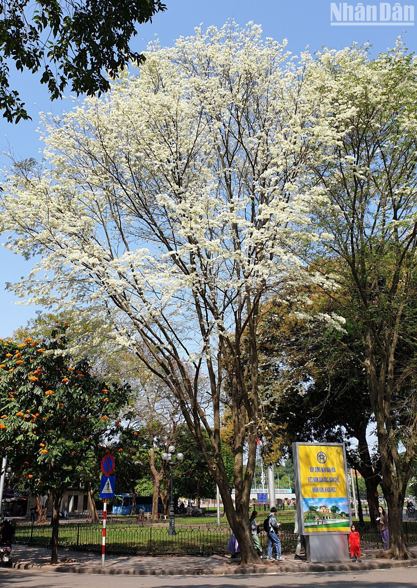 No tan brillantes como las del flamboyán, pero las flores Sua tiene una belleza elegante. No tan brillantes como las del flamboyán, pero las flores Sua tiene una belleza elegante.