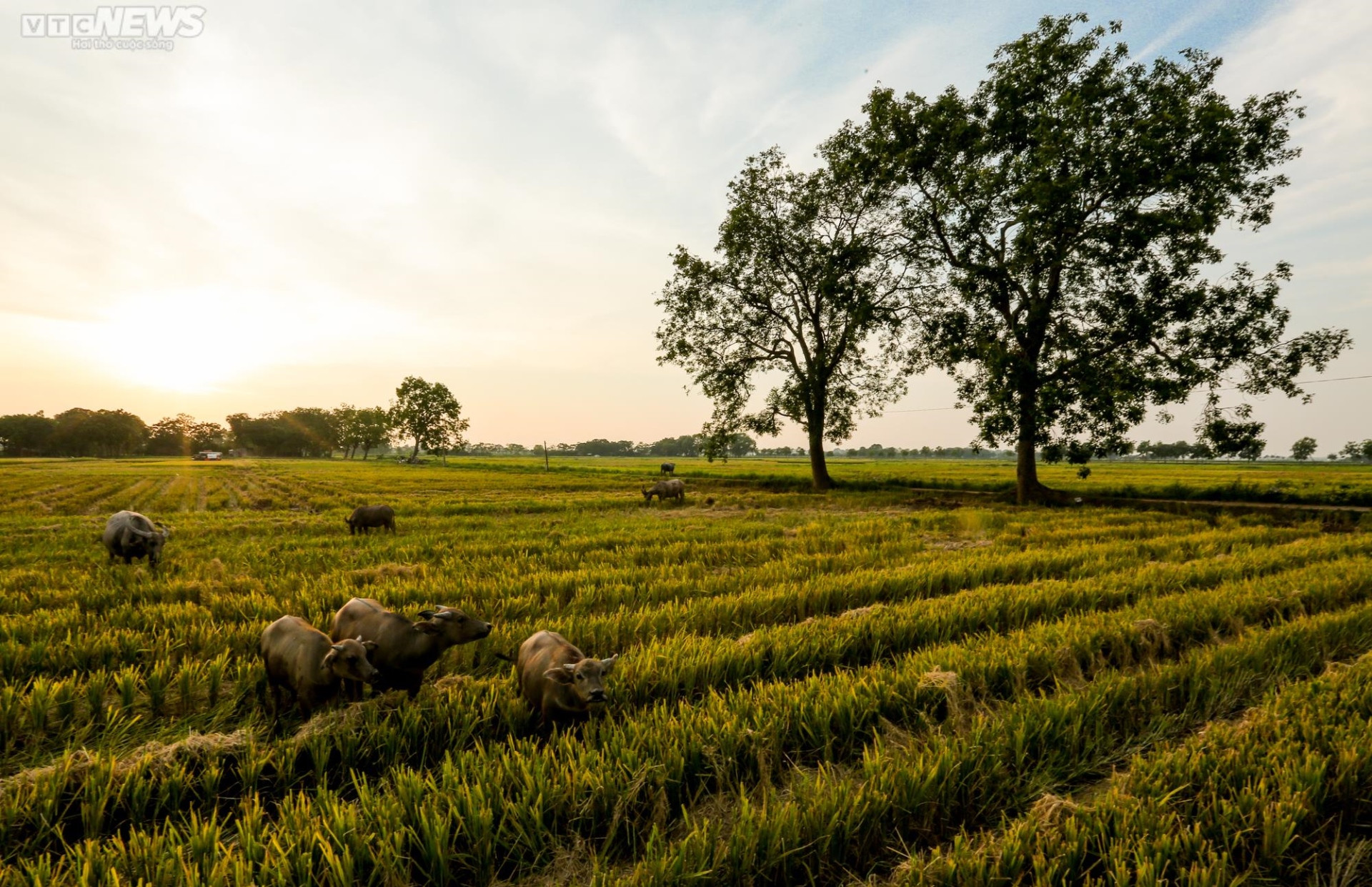 Impresionante panorama de los campos de arroz.