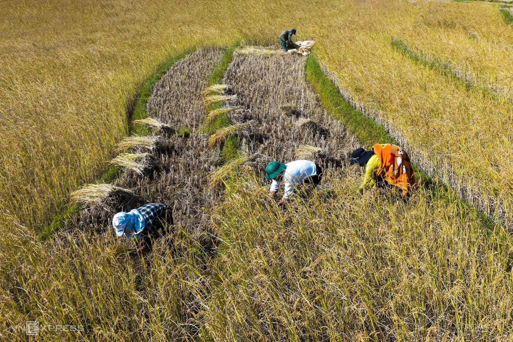 Antes de la cosecha, la gente realiza un festival de arroz nuevo a fin de orar por lluvia favorable, buen viento, cosechas abundantes y prosperidad. Antes de la cosecha, la gente realiza un festival de arroz nuevo a fin de orar por lluvia favorable, buen viento, cosechas abundantes y prosperidad.