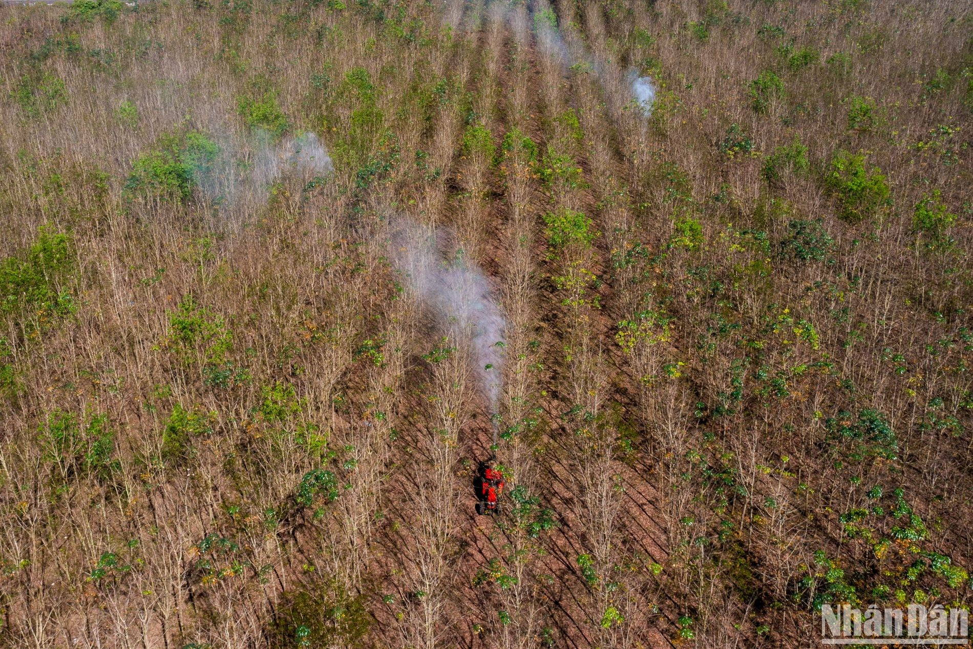 Cuando las hojas de caucho caen, los trabajadores comenzarán a usar bombas de alta presión para rociar los pesticidas. Cuando las hojas de caucho caen, los trabajadores comenzarán a usar bombas de alta presión para rociar los pesticidas.