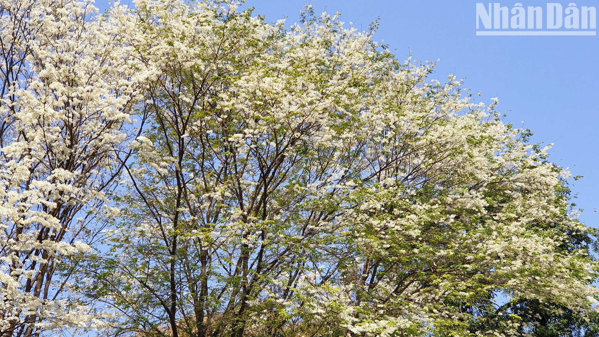 Las diminutas flores blancas simbolizan el amor fiel. Las diminutas flores blancas simbolizan el amor fiel.