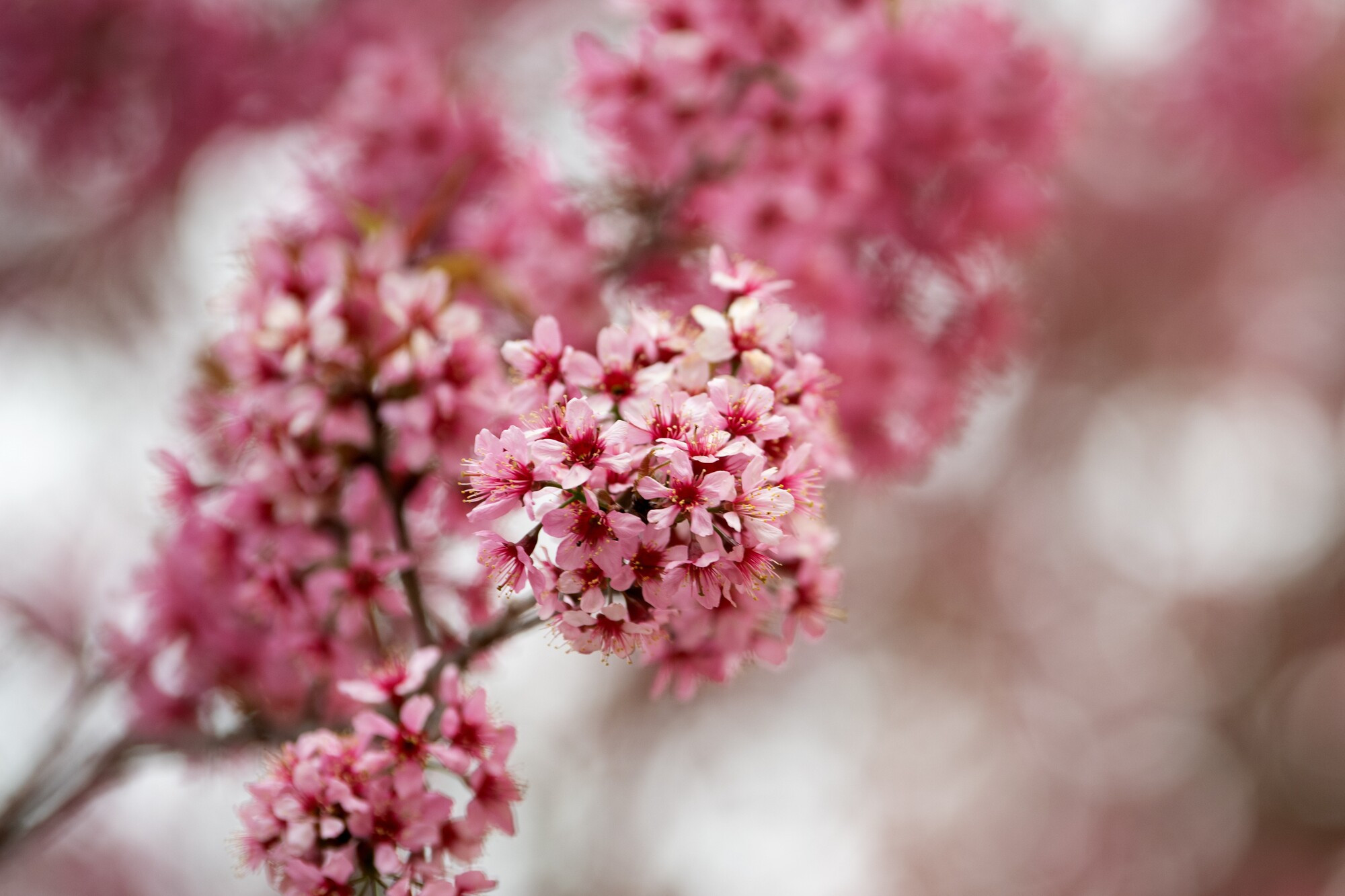 Las flores son más hermosas en los primeros 10 días de brotar.