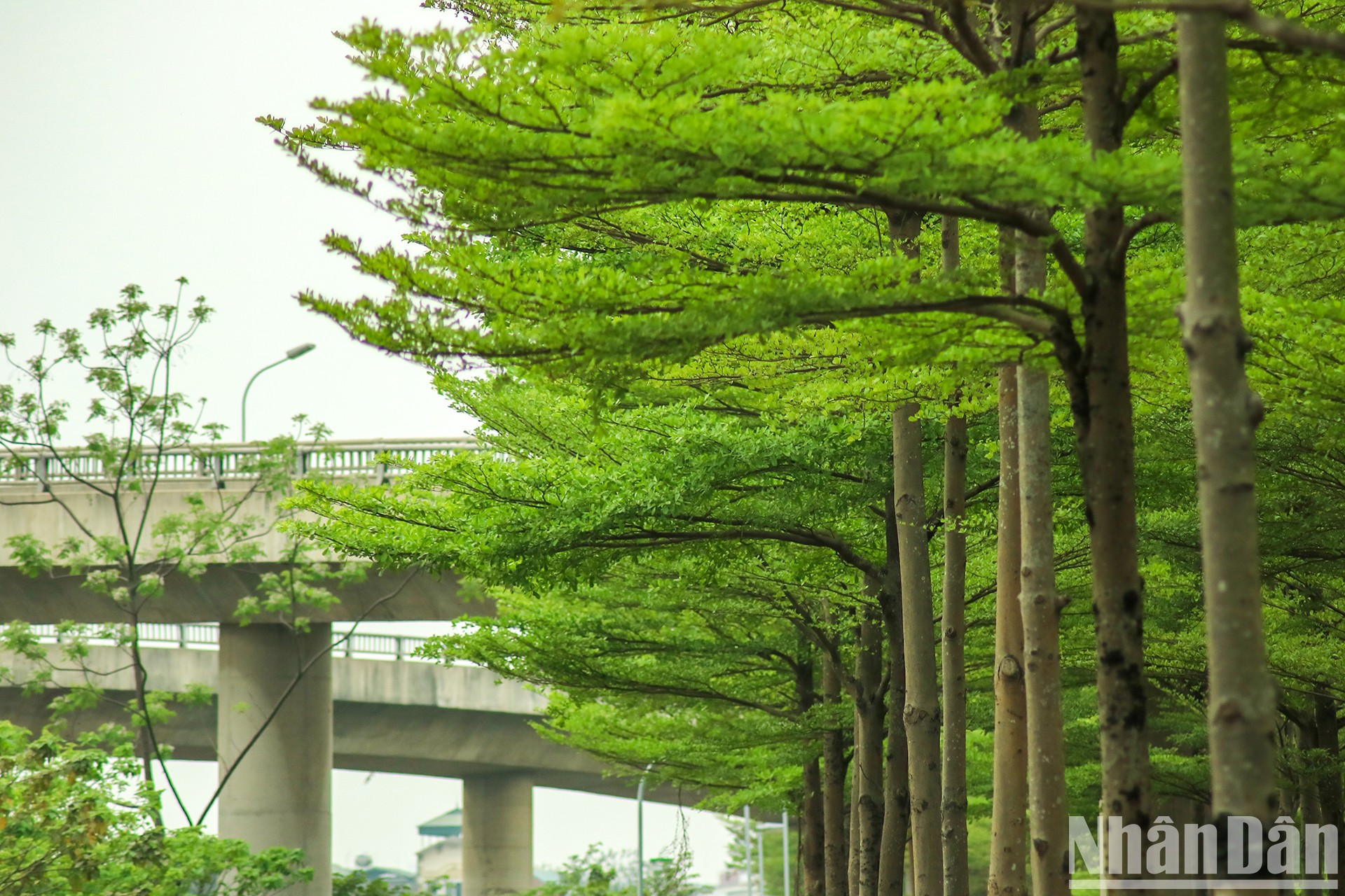 Los árbol, de cinco a 20 metros de altura, refrescan el ambiente y filtran los gases nocivos. Los árbol, de cinco a 20 metros de altura, refrescan el ambiente y filtran los gases nocivos.