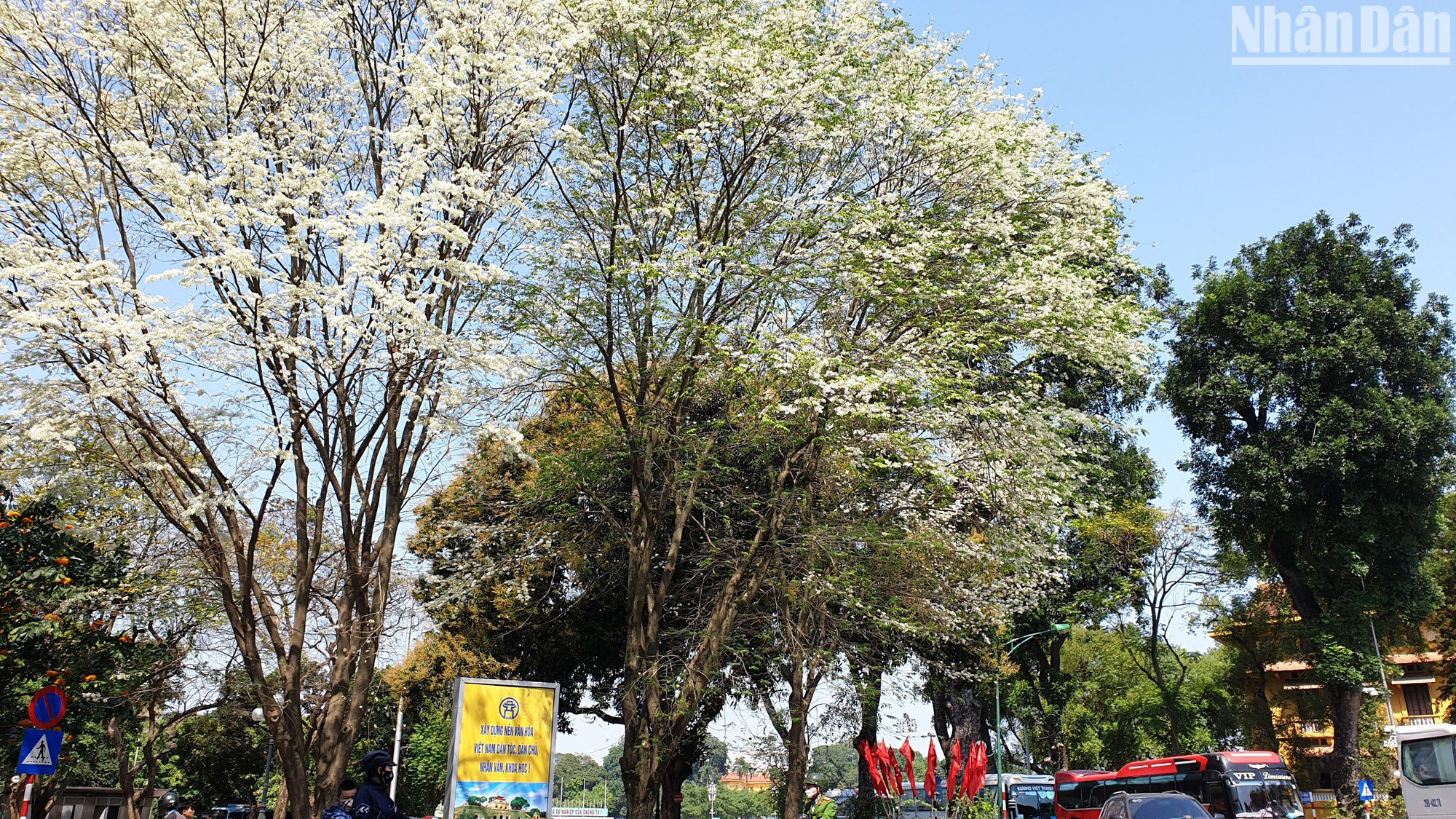 [Foto] Las hermosas flores Sua en Hanói