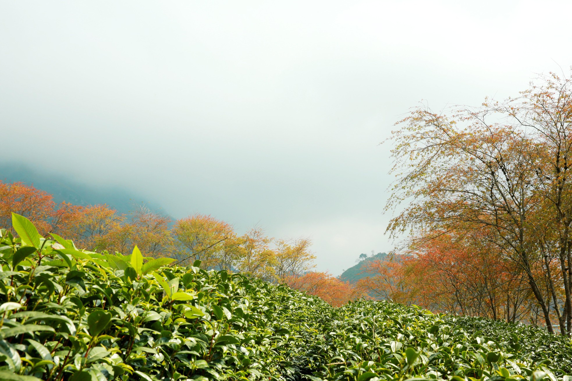 A unos siete kilómetros del pueblo de Sapa, las colinas se alzan 1 800 metros sobre el nivel del mar. A unos siete kilómetros del pueblo de Sapa, las colinas se alzan 1 800 metros sobre el nivel del mar.